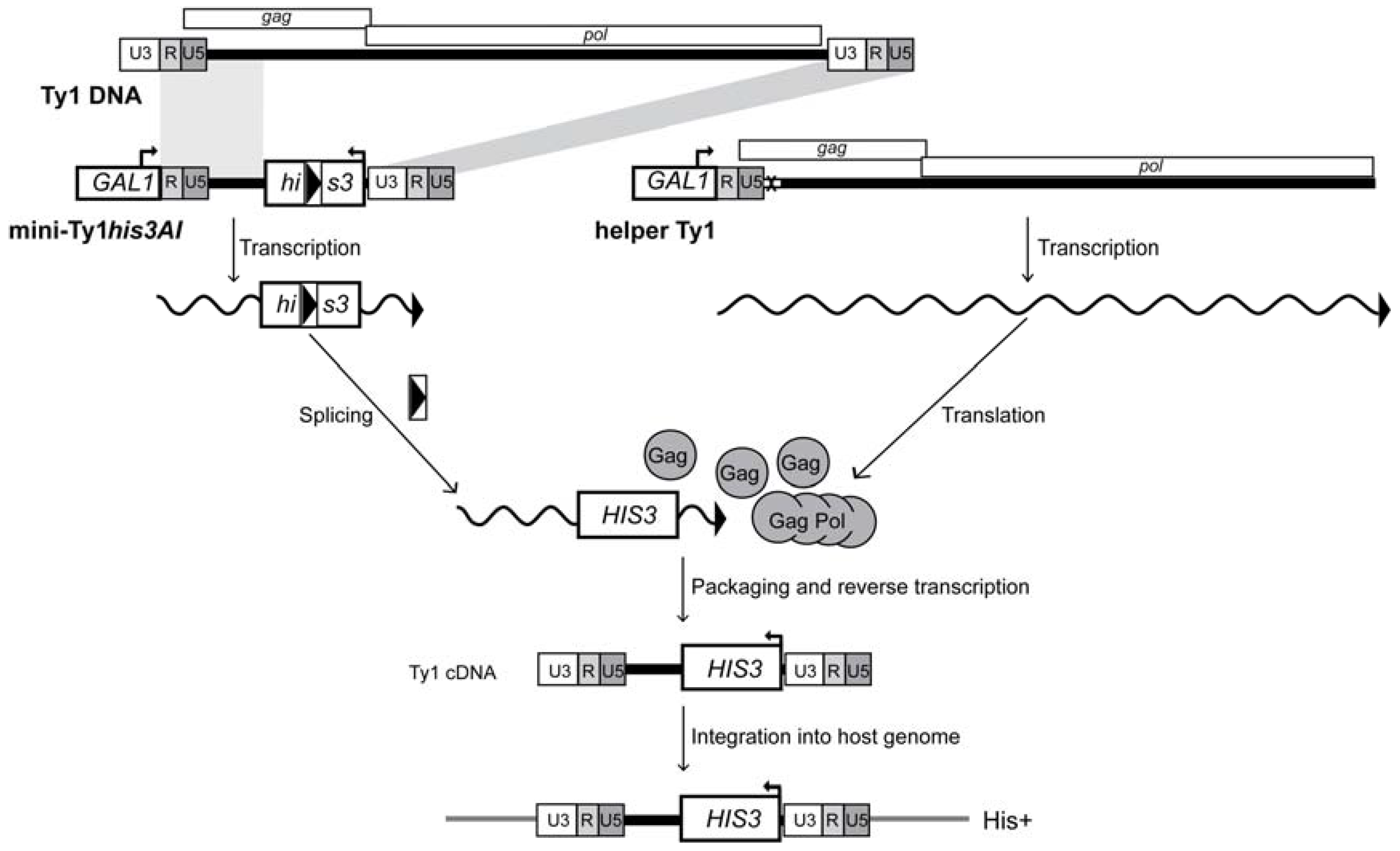 Viruses 09 00093 g005