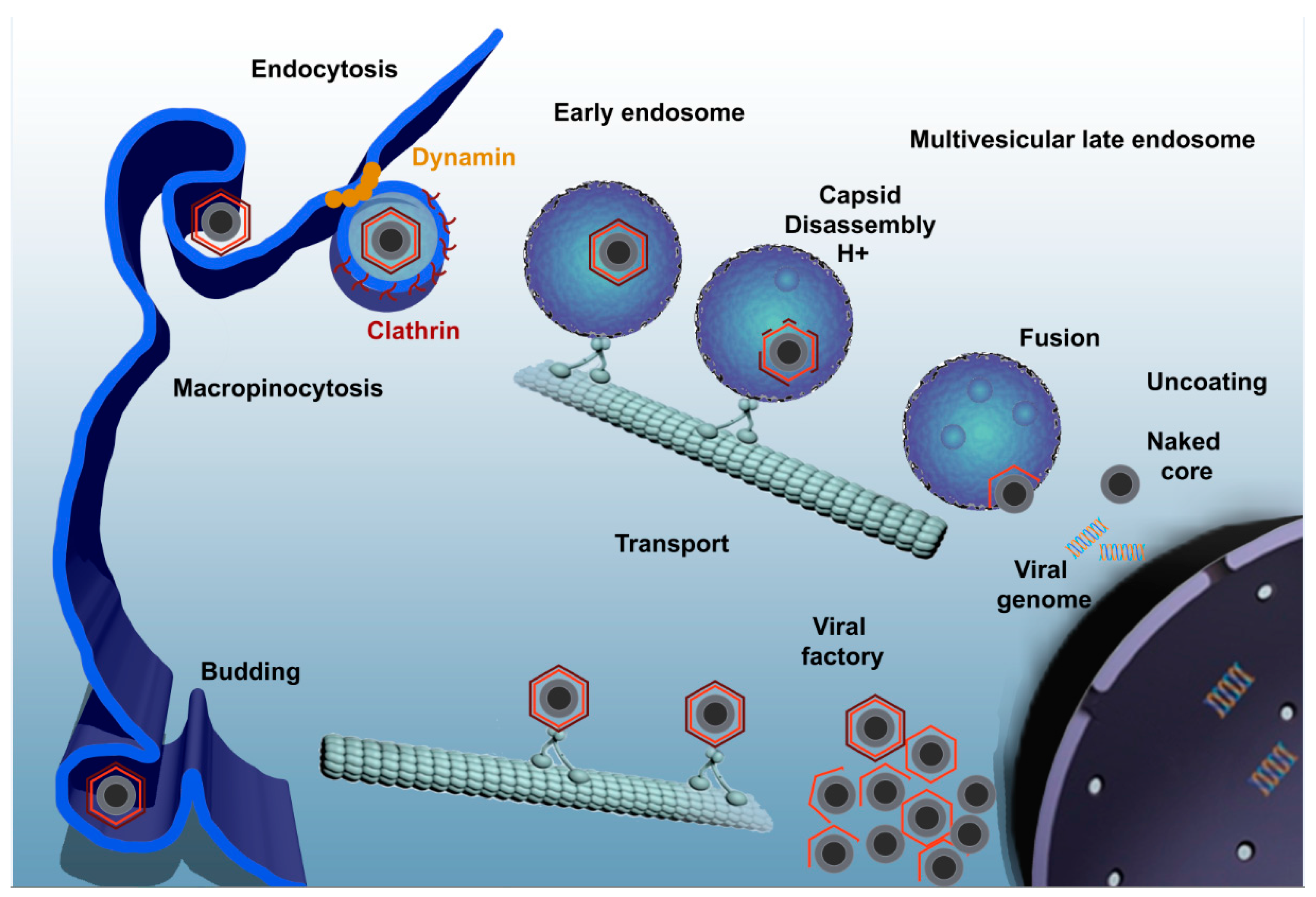 Viruses 09 00103 g001