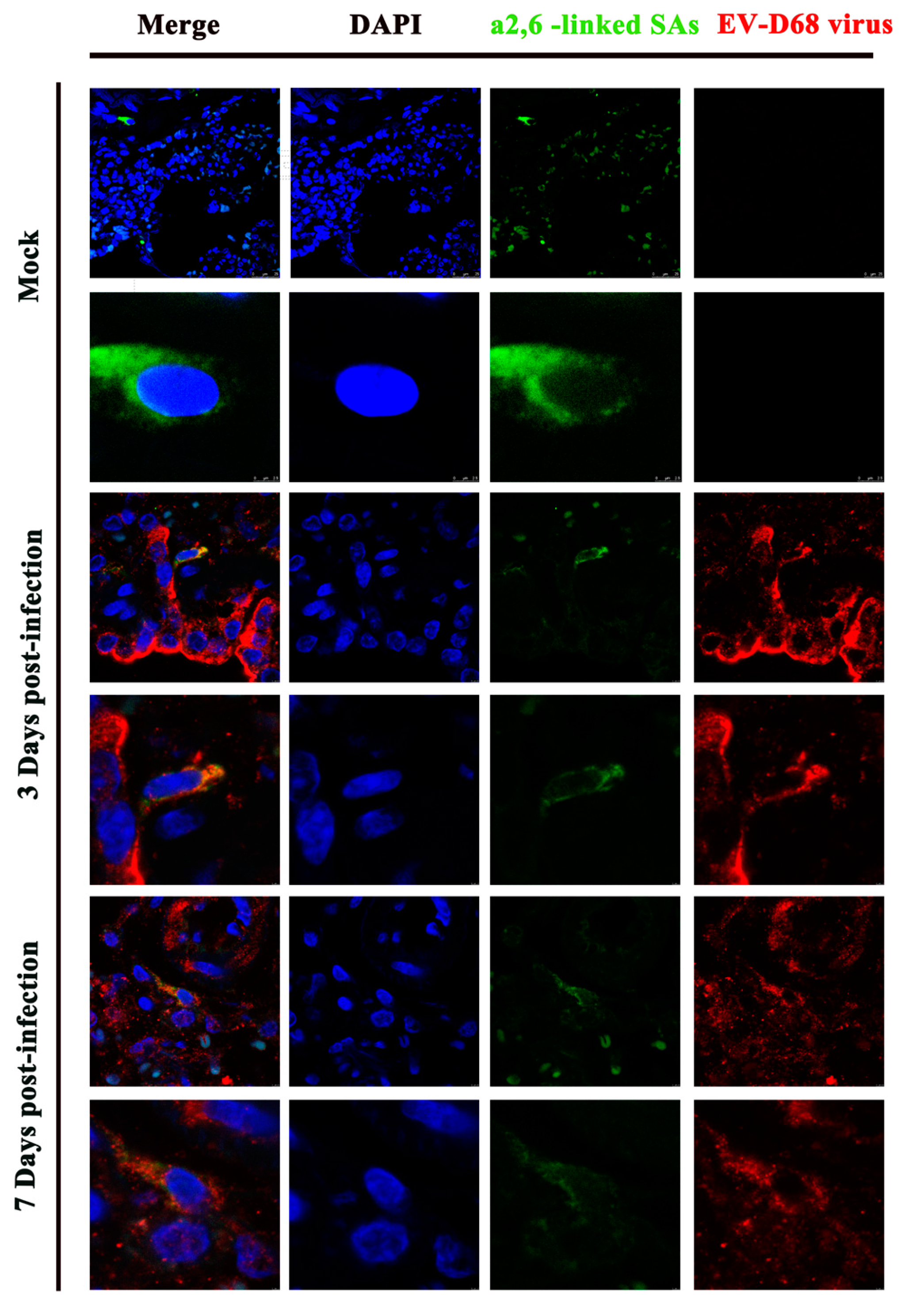 Viruses 09 00104 g004
