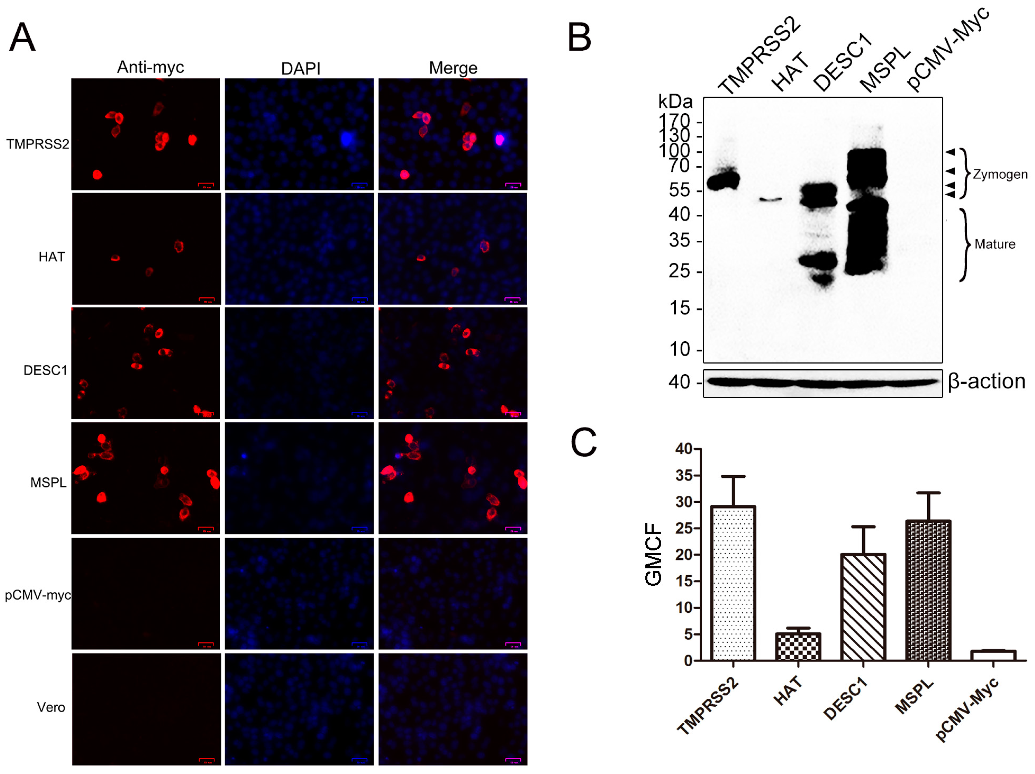 Viruses 09 00114 g001