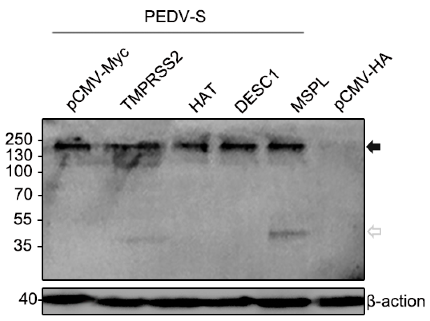 Viruses 09 00114 g005