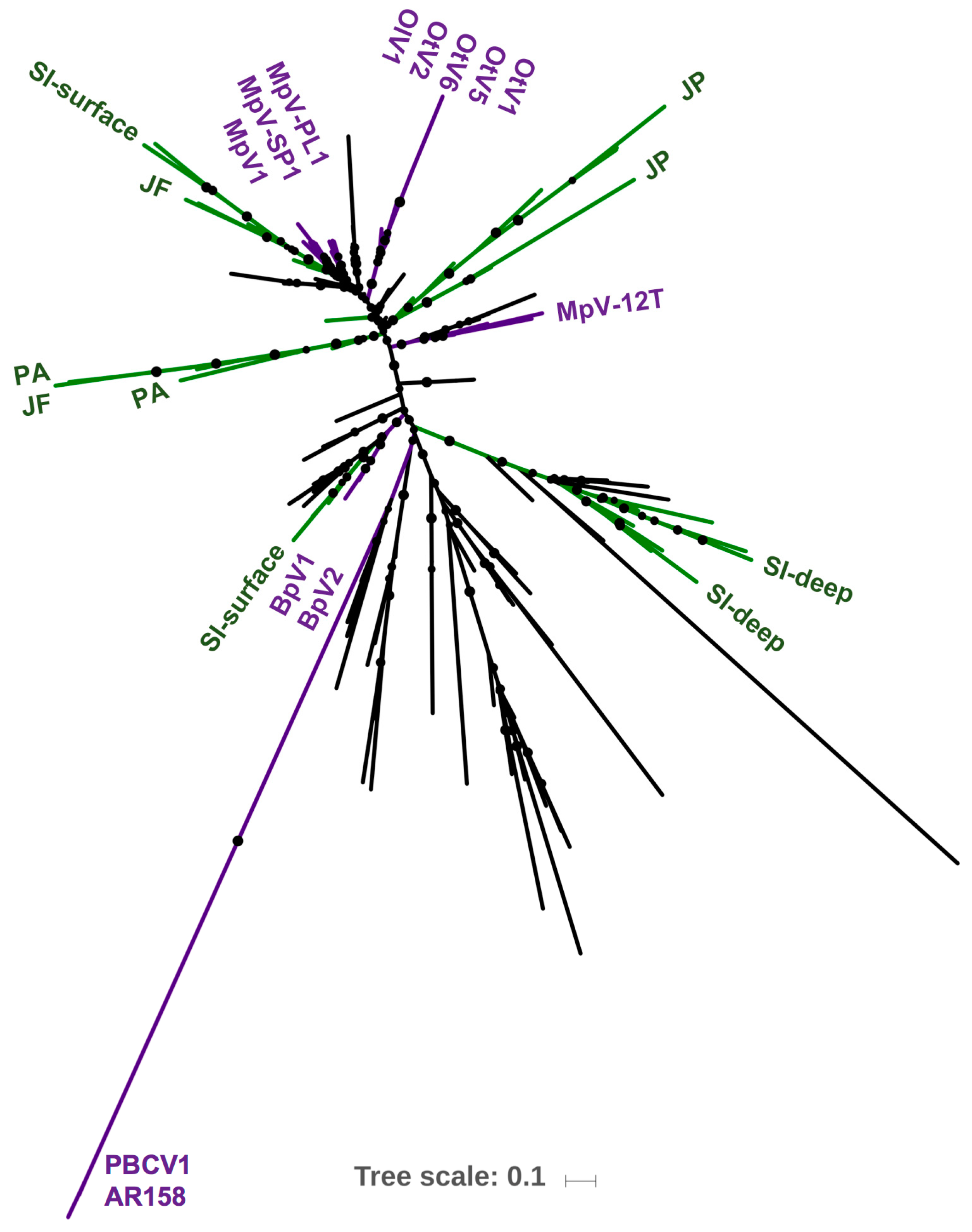 Viruses 09 00116 g007