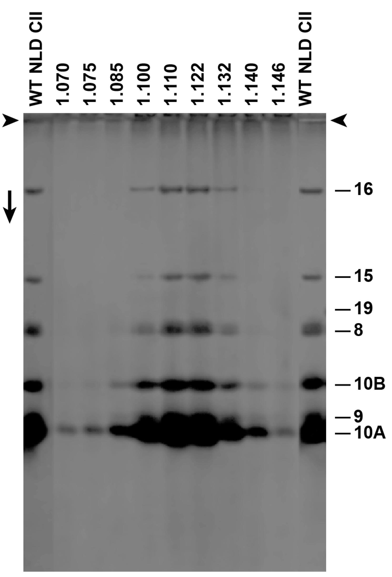 Viruses 09 00119 g003