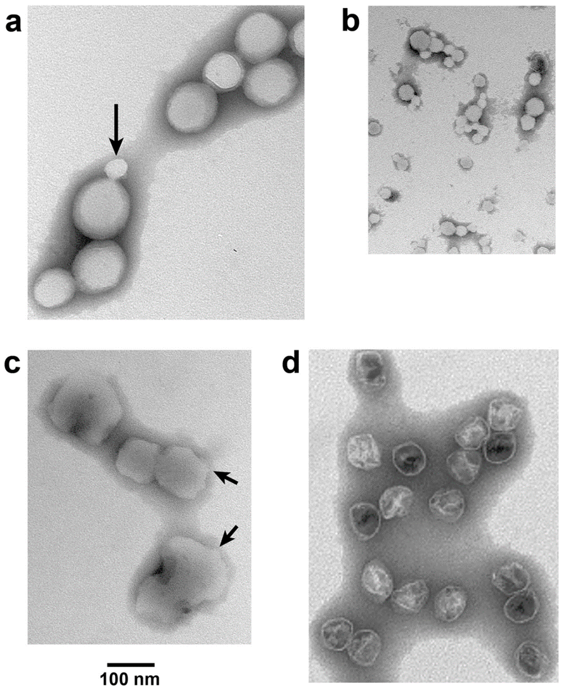 Viruses 09 00119 g005