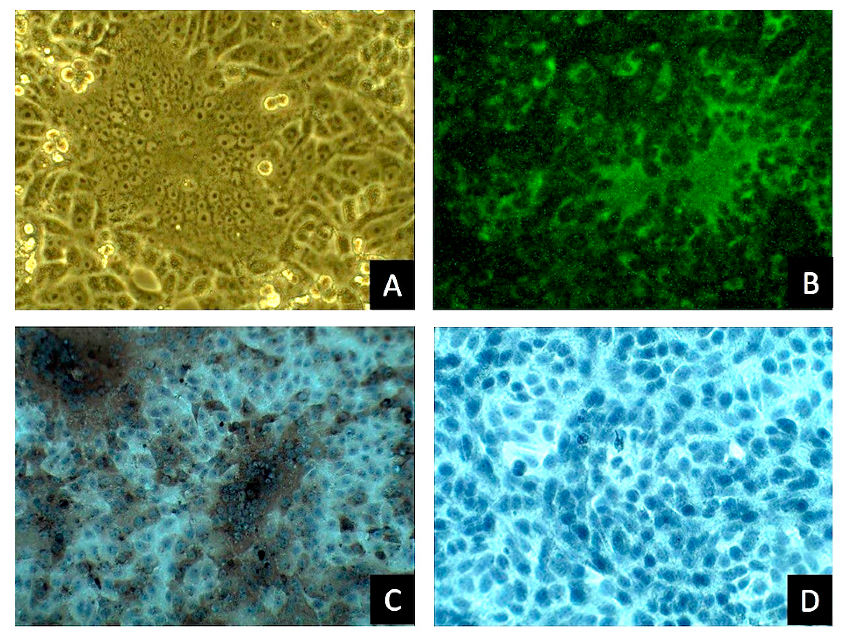 Viruses 09 00121 g001 550