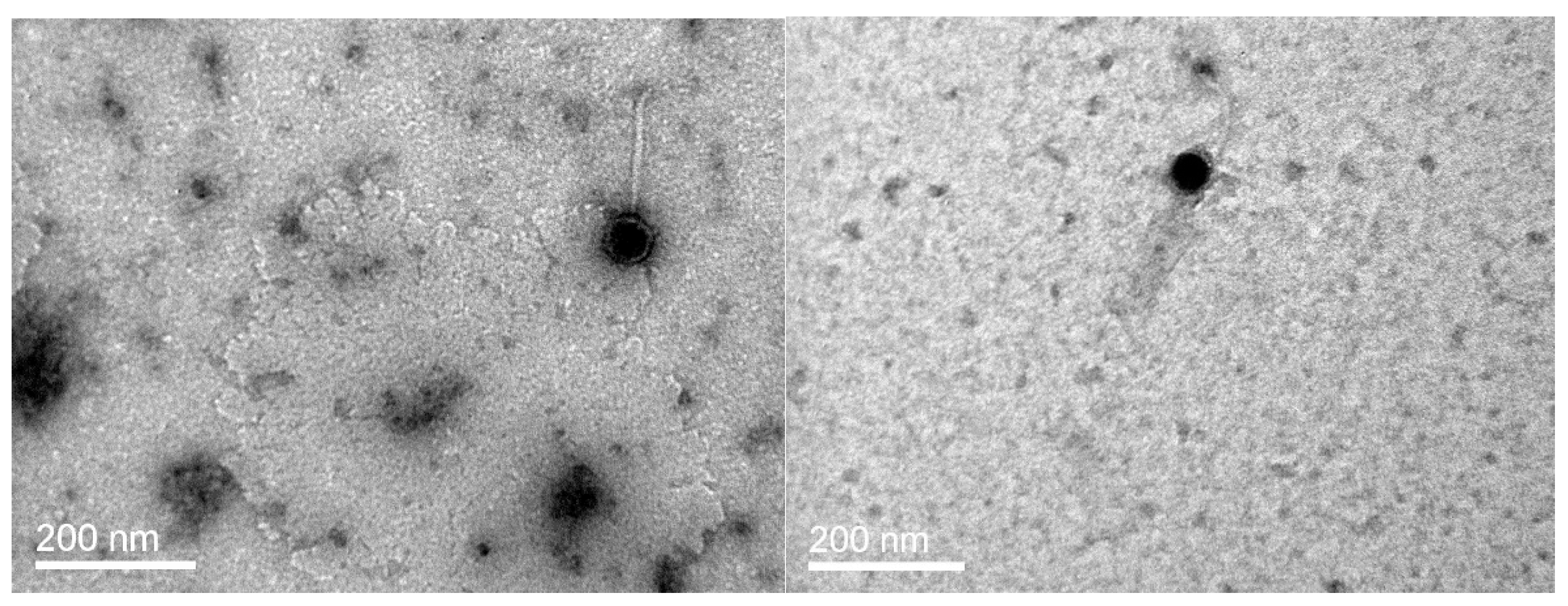 Viruses 09 00122 g001