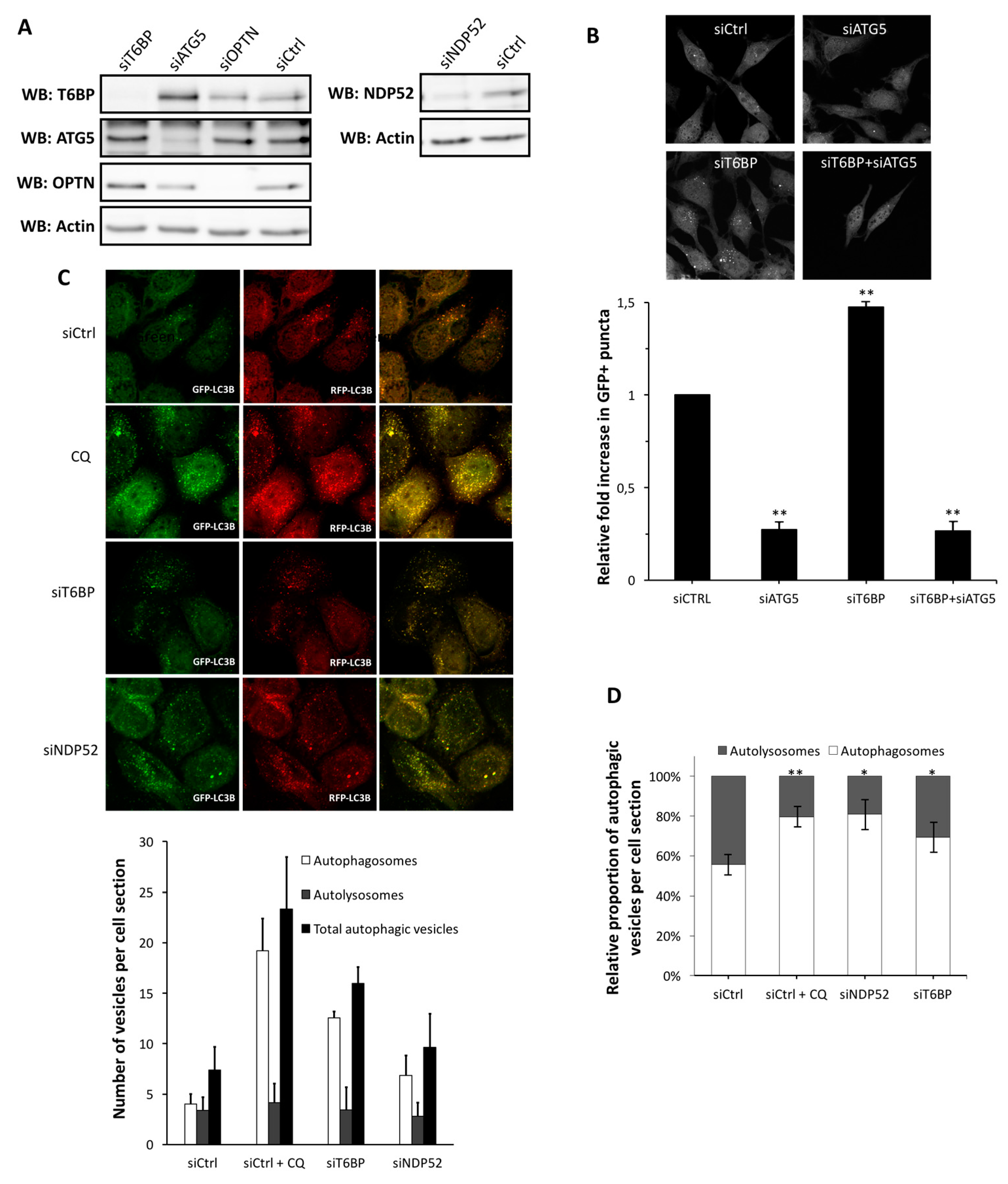 Viruses 09 00123 g001