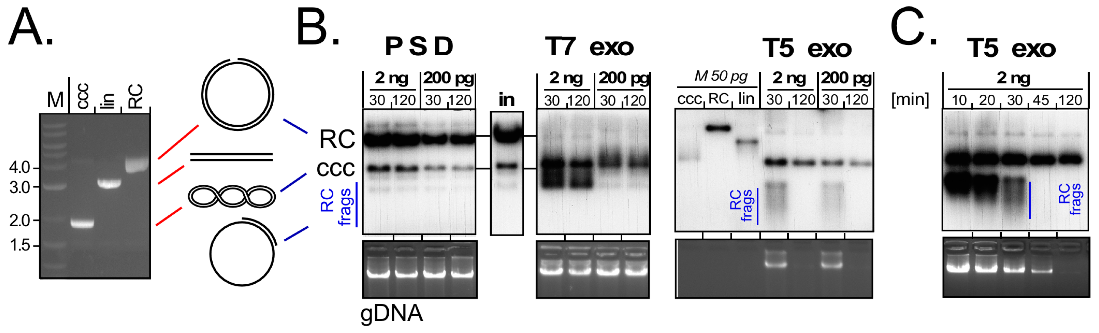 Viruses 09 00125 g004