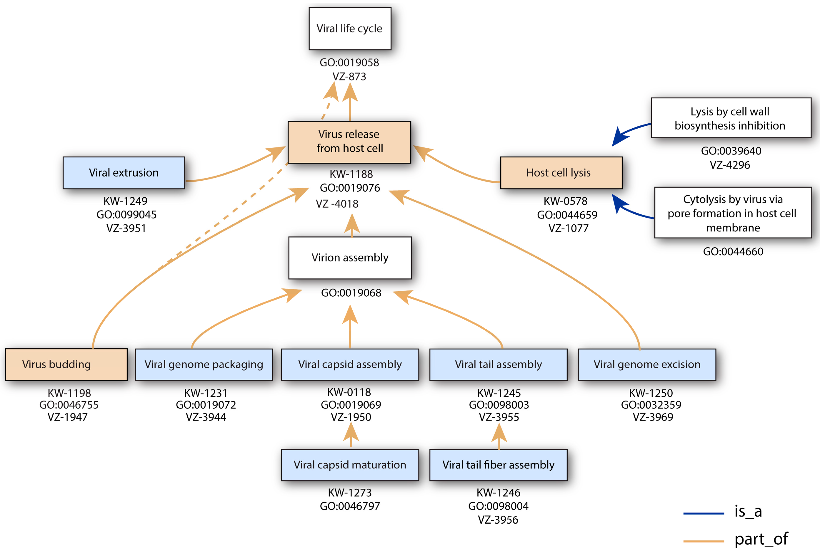 Viruses Free Full Text Bacterial Virus Ontology Coordinating Across Databases Html Viruses Free Full Text Bacterial Virus Ontology Coordinating Across Databases Html
