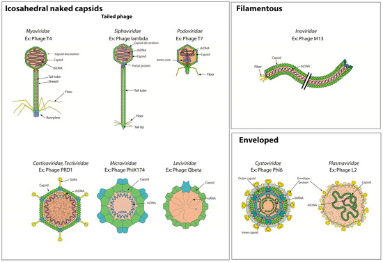 Viruses | Free Full-Text | Bacterial Virus Ontology; Coordinating ...
