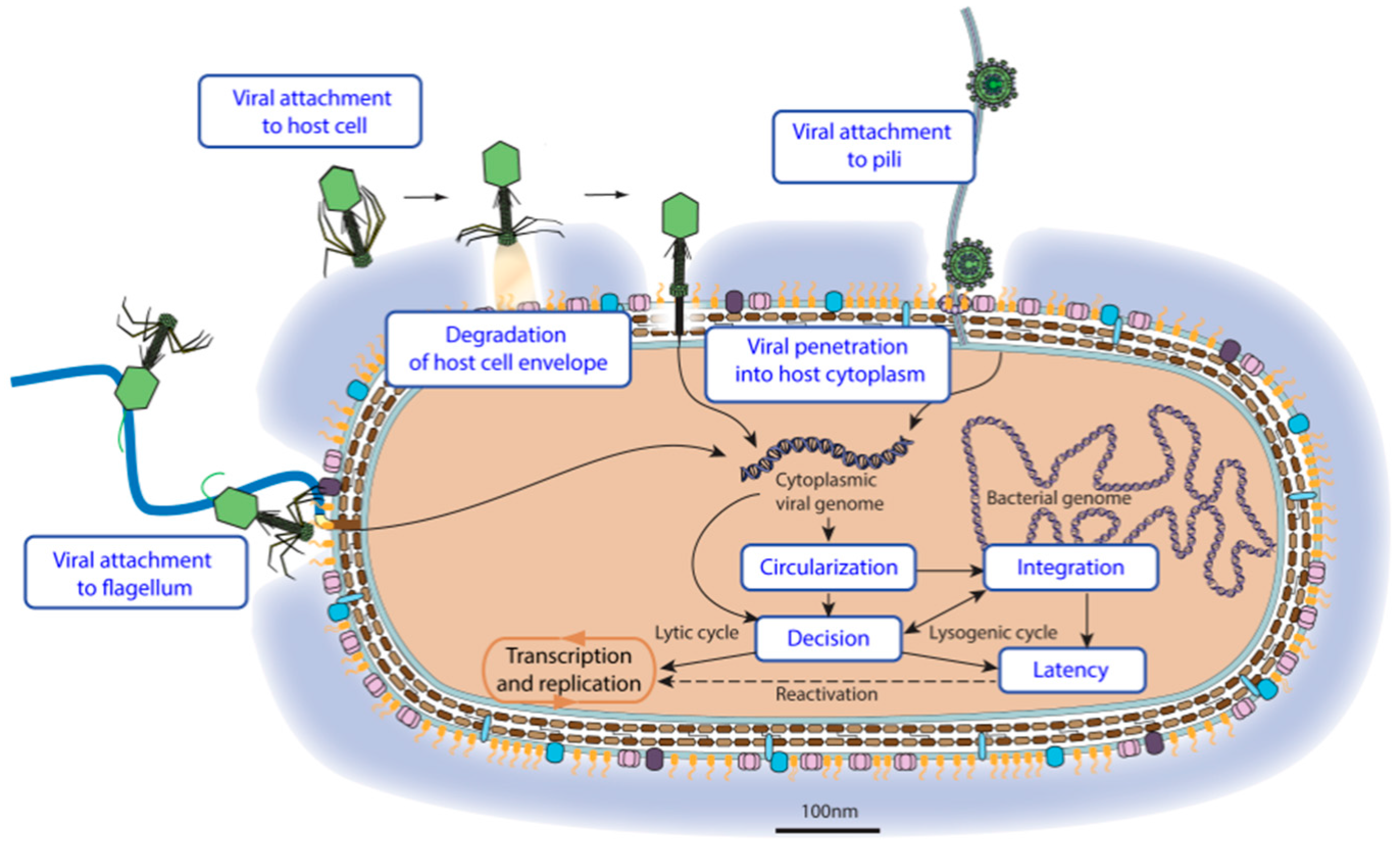 Viruses 09 00126 g003 550