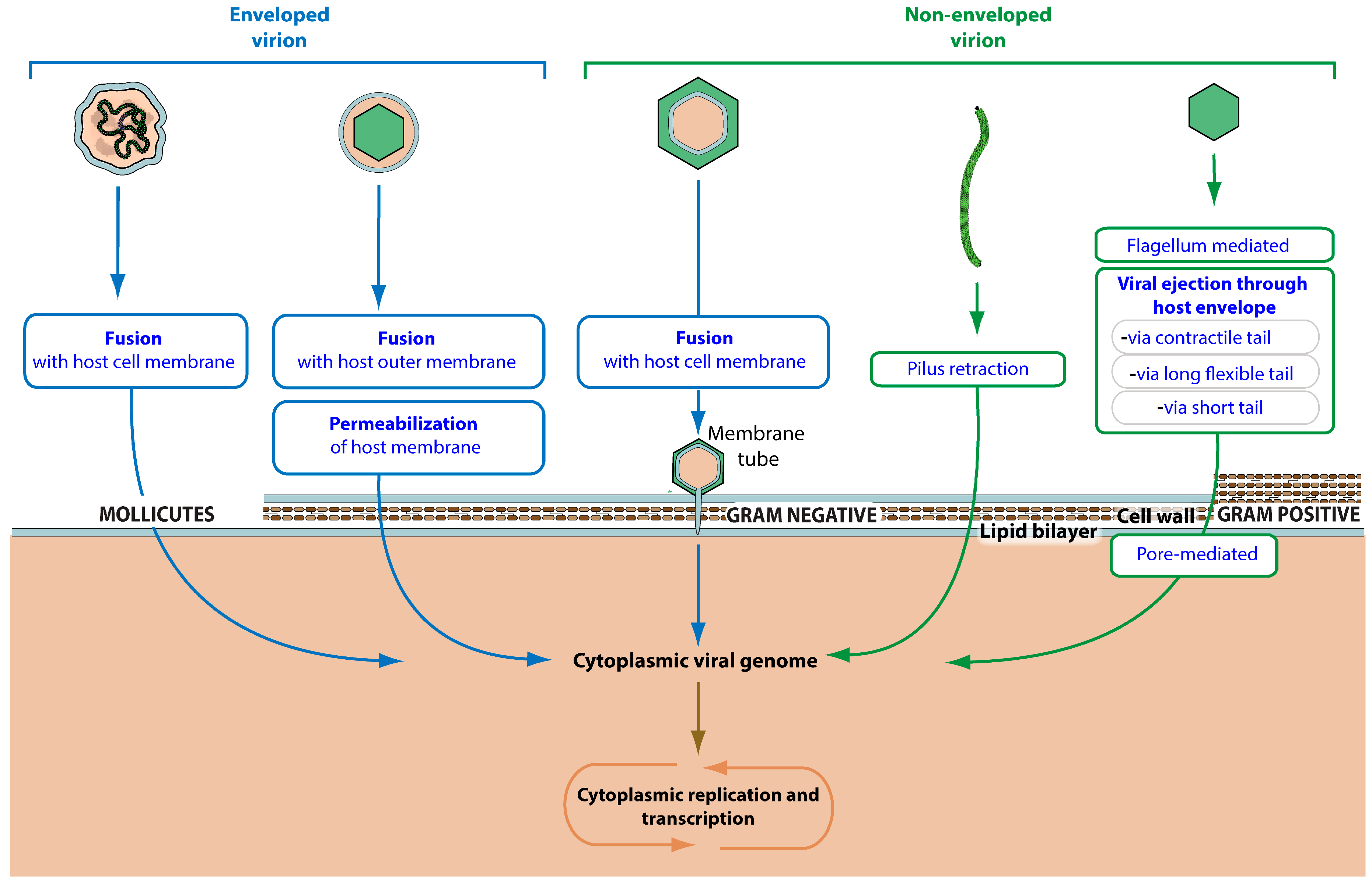Viruses 09 00126 g004 550