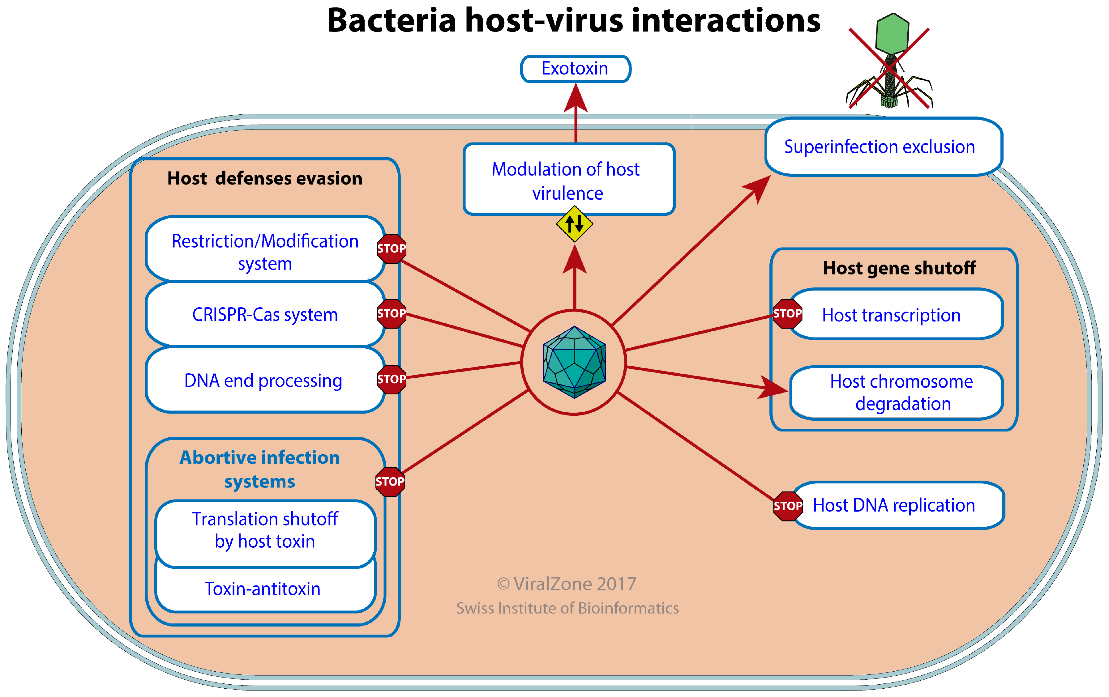 Viruses 09 00126 g005 550