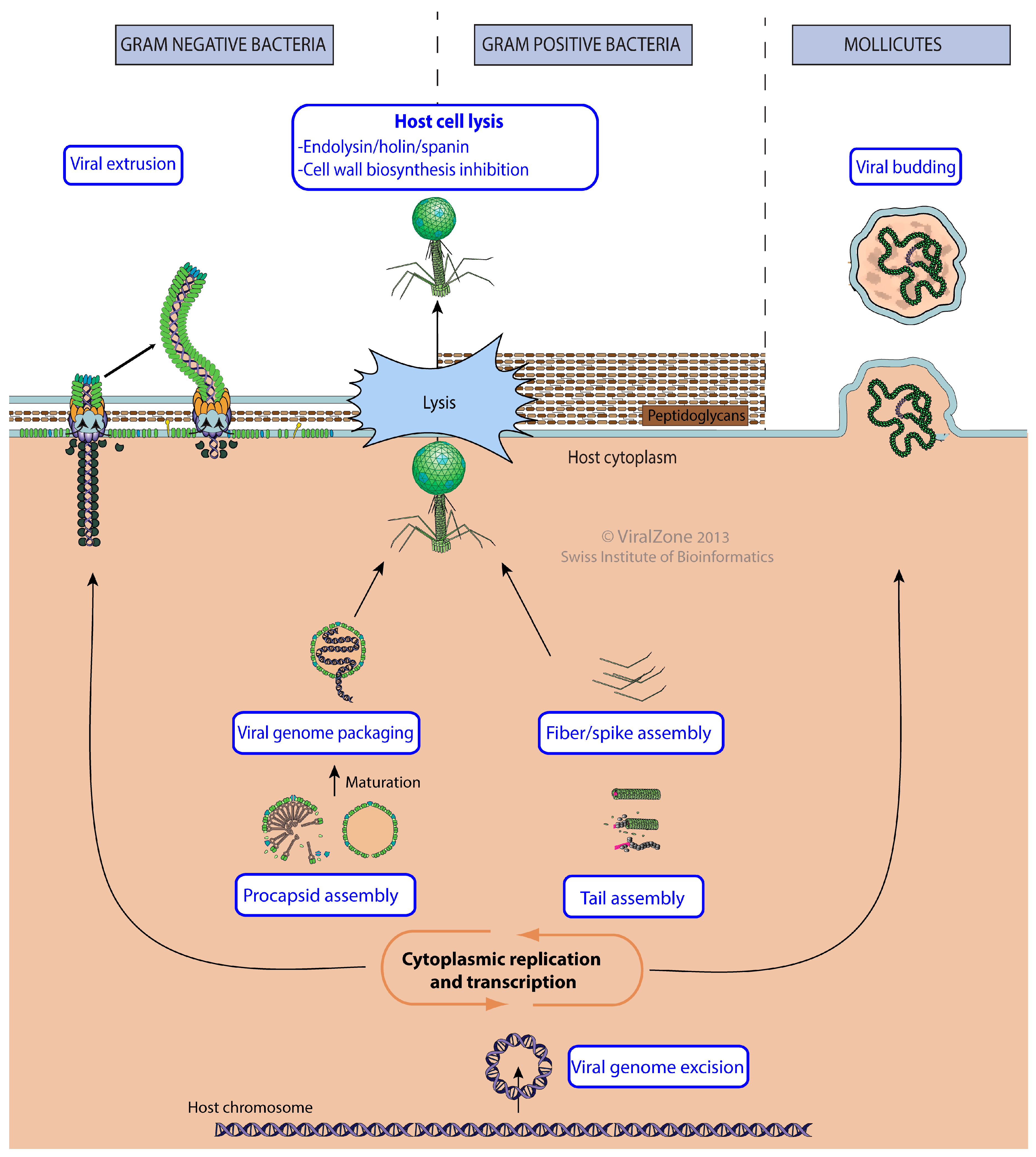 Viruses 09 00126 g006 550