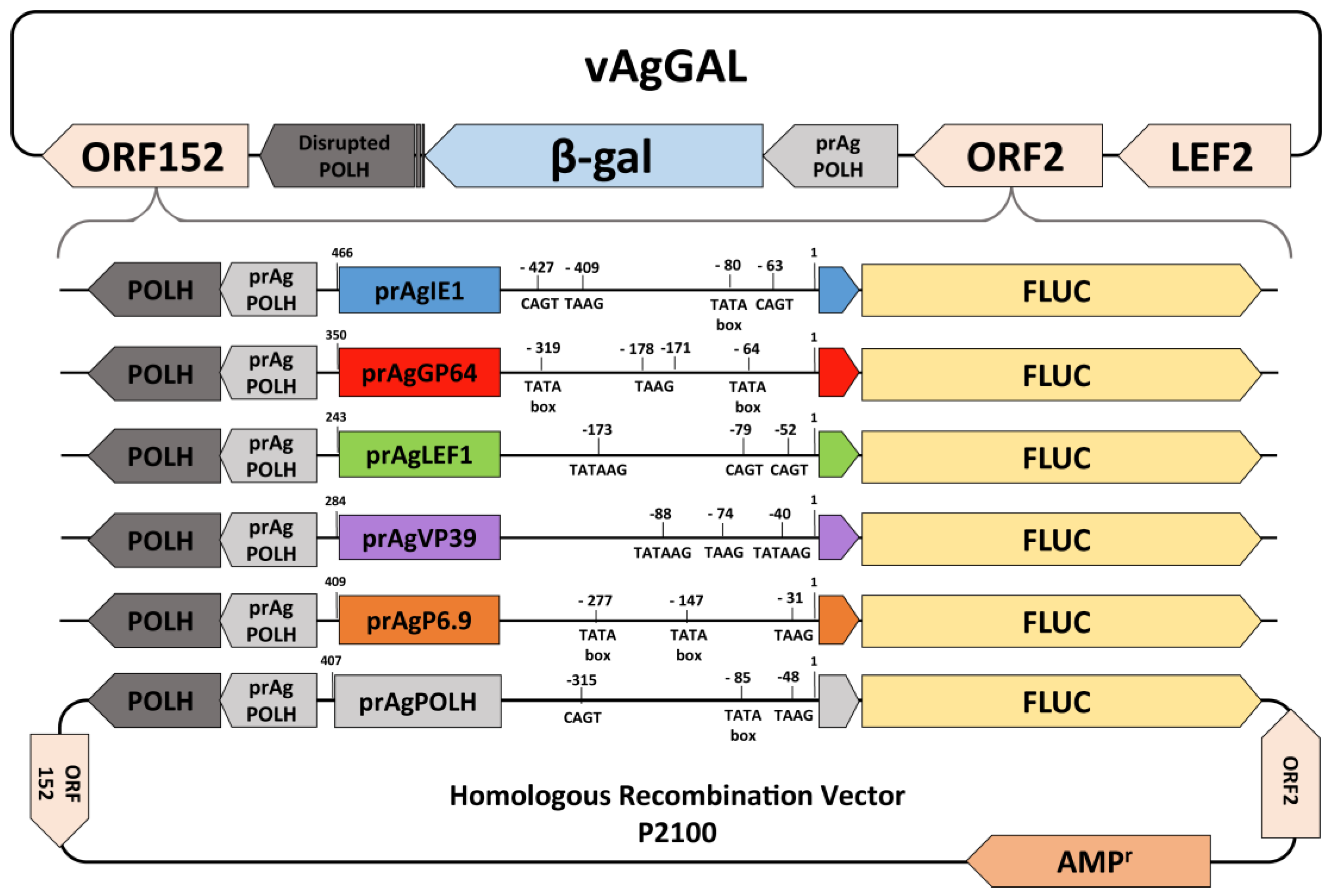 Viruses 09 00132 g001