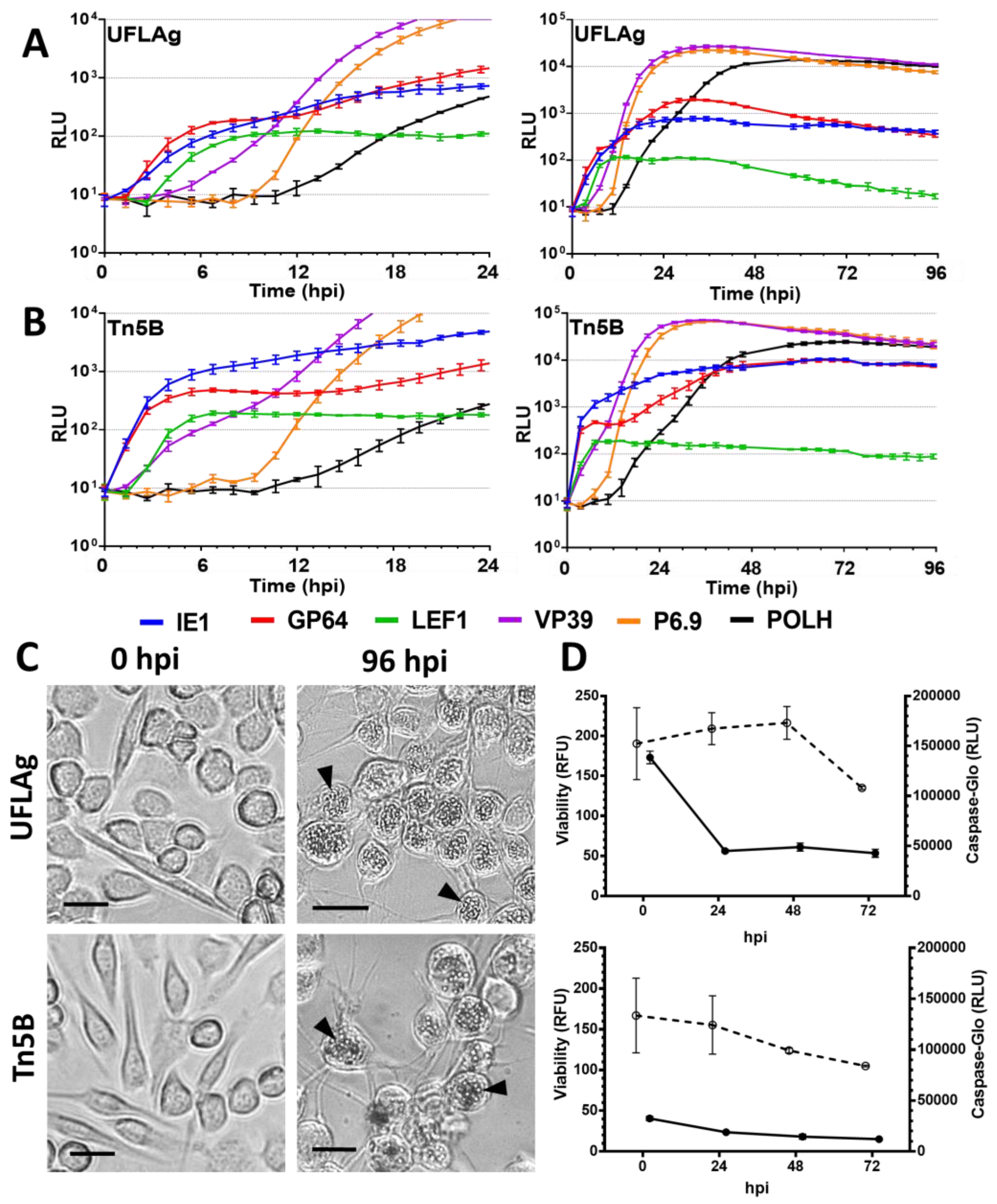 Viruses 09 00132 g002