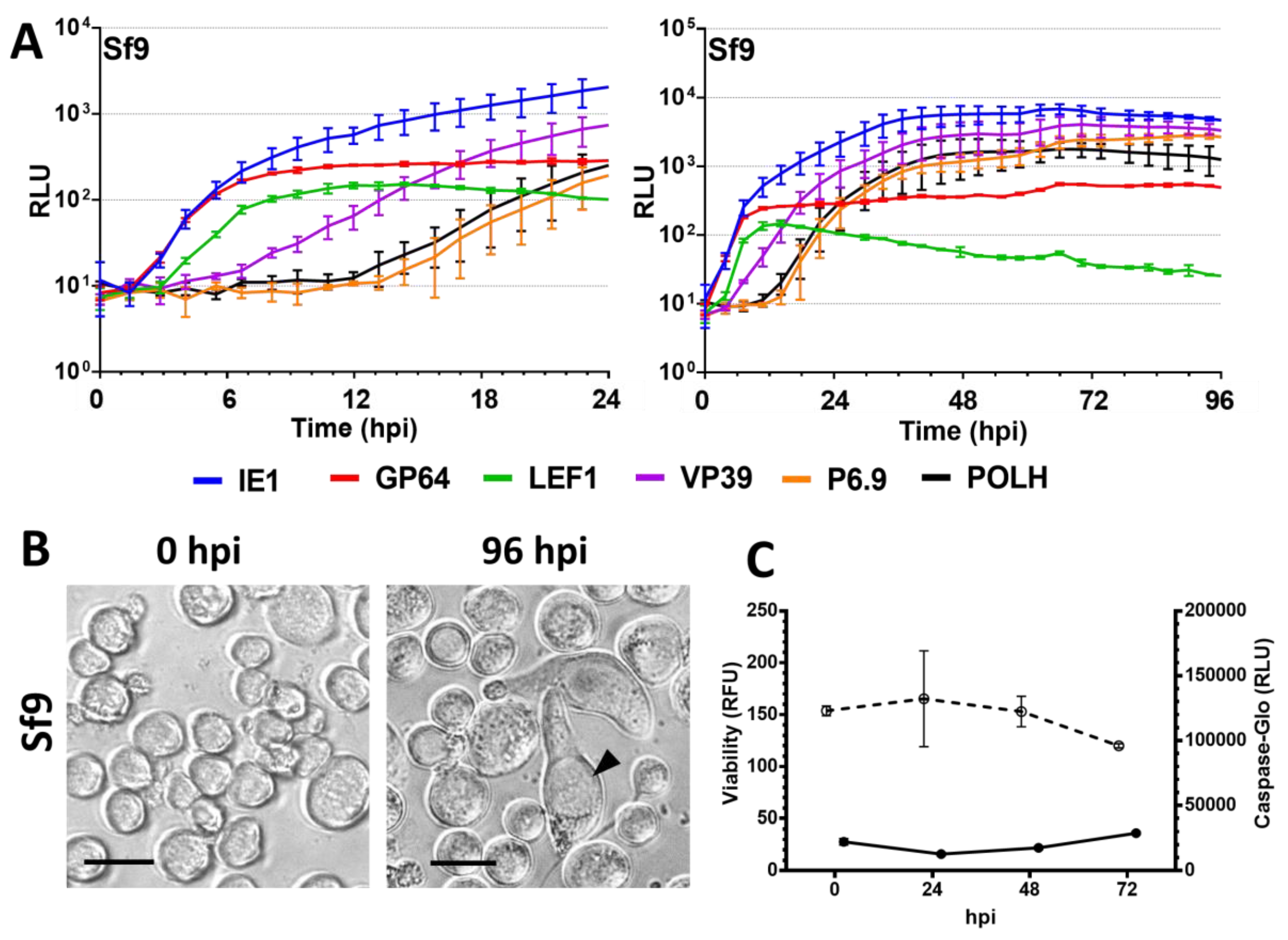 Viruses 09 00132 g003