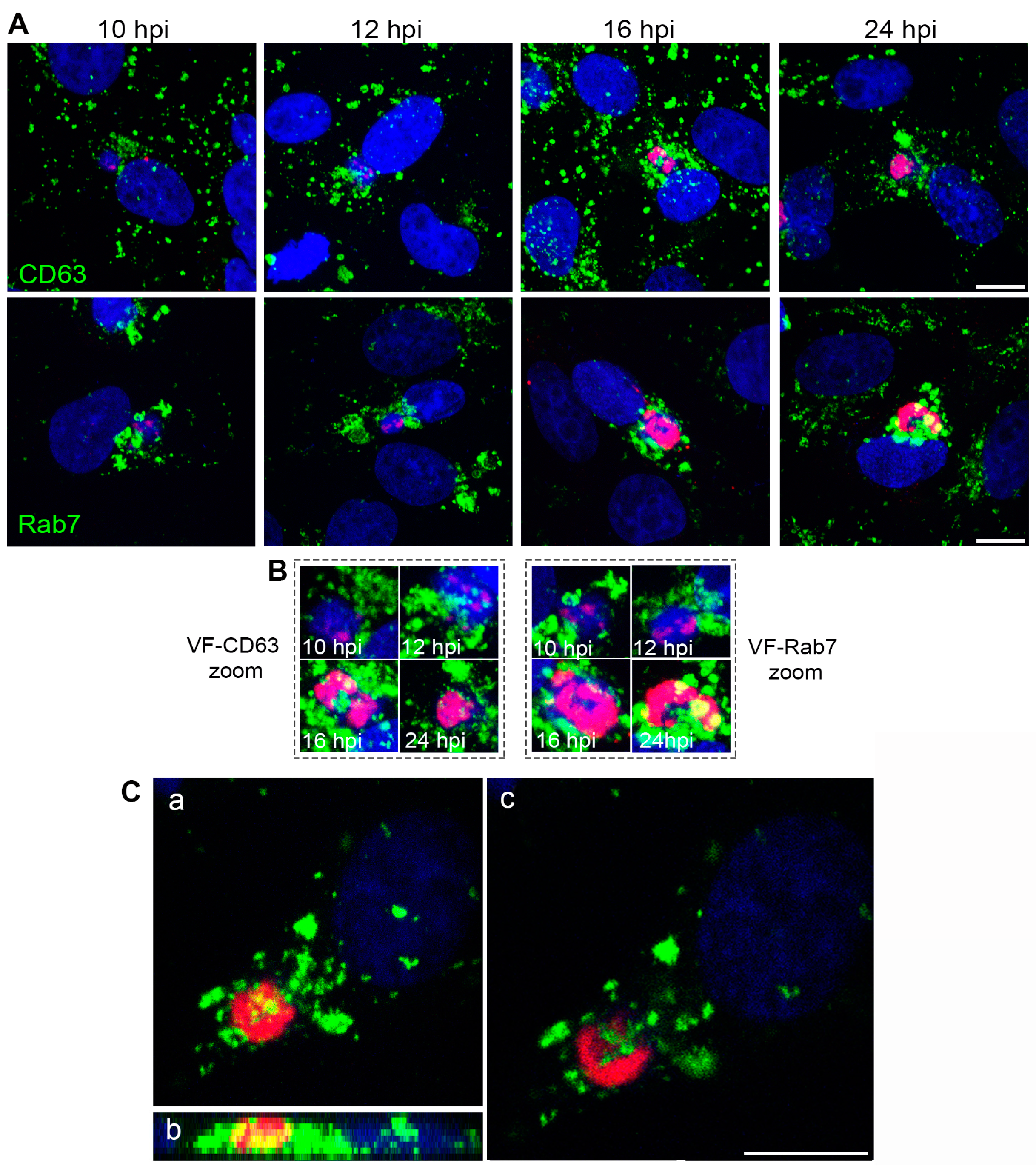 Viruses 09 00133 g002
