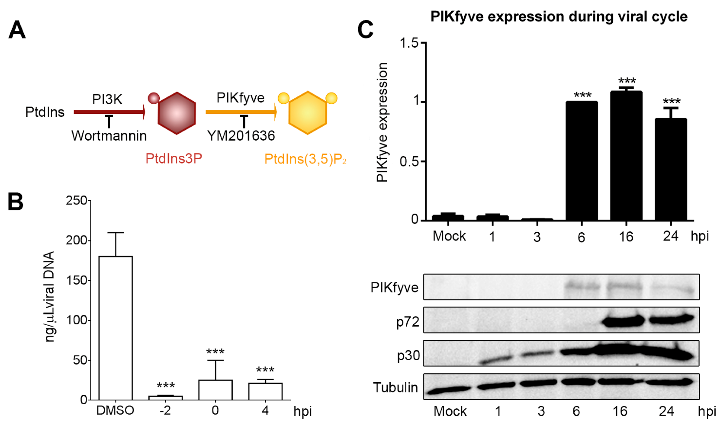 Viruses 09 00133 g004
