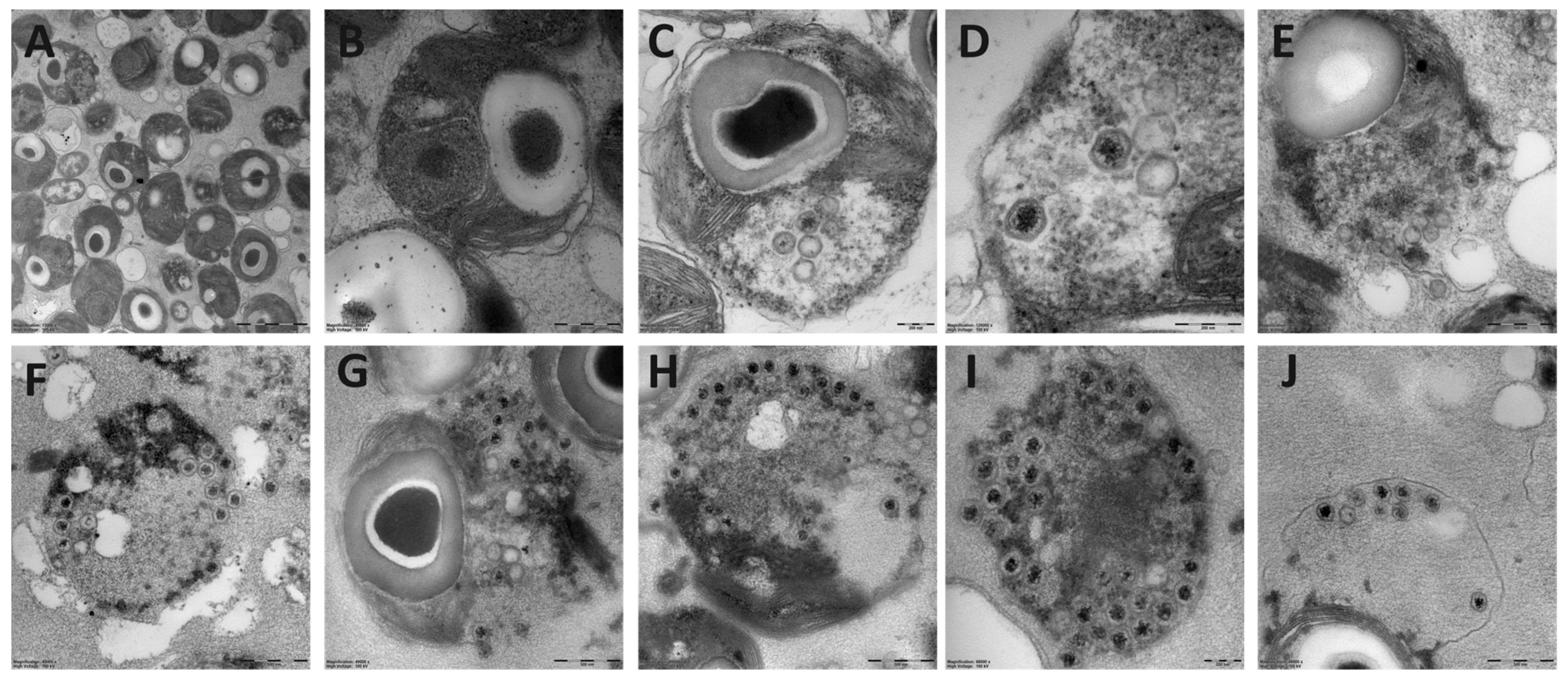 Viruses 09 00134 g001