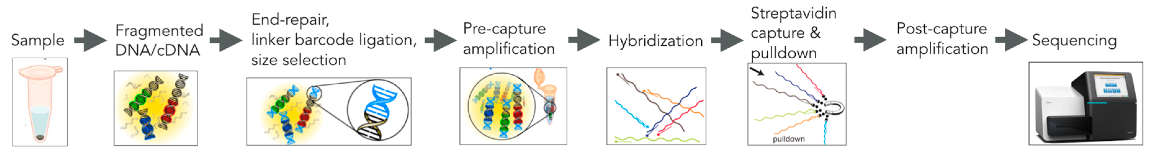 Viruses 09 00138 g001