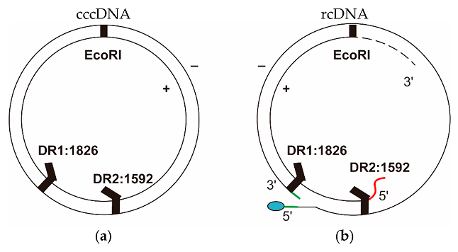 Viruses 09 00139 g002