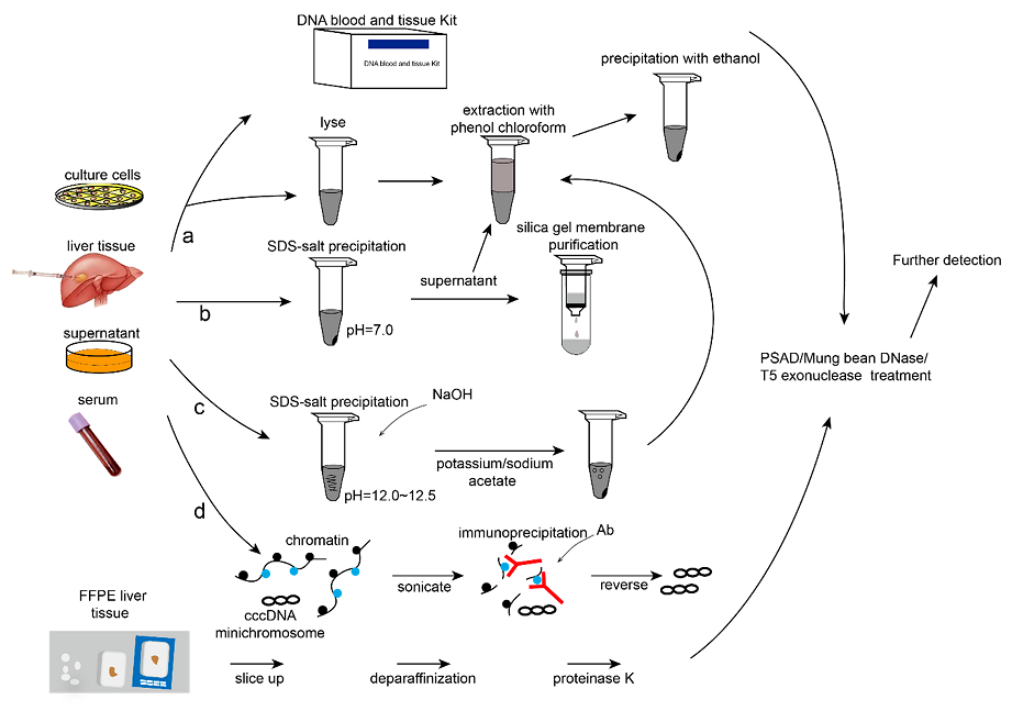 Viruses 09 00139 g003