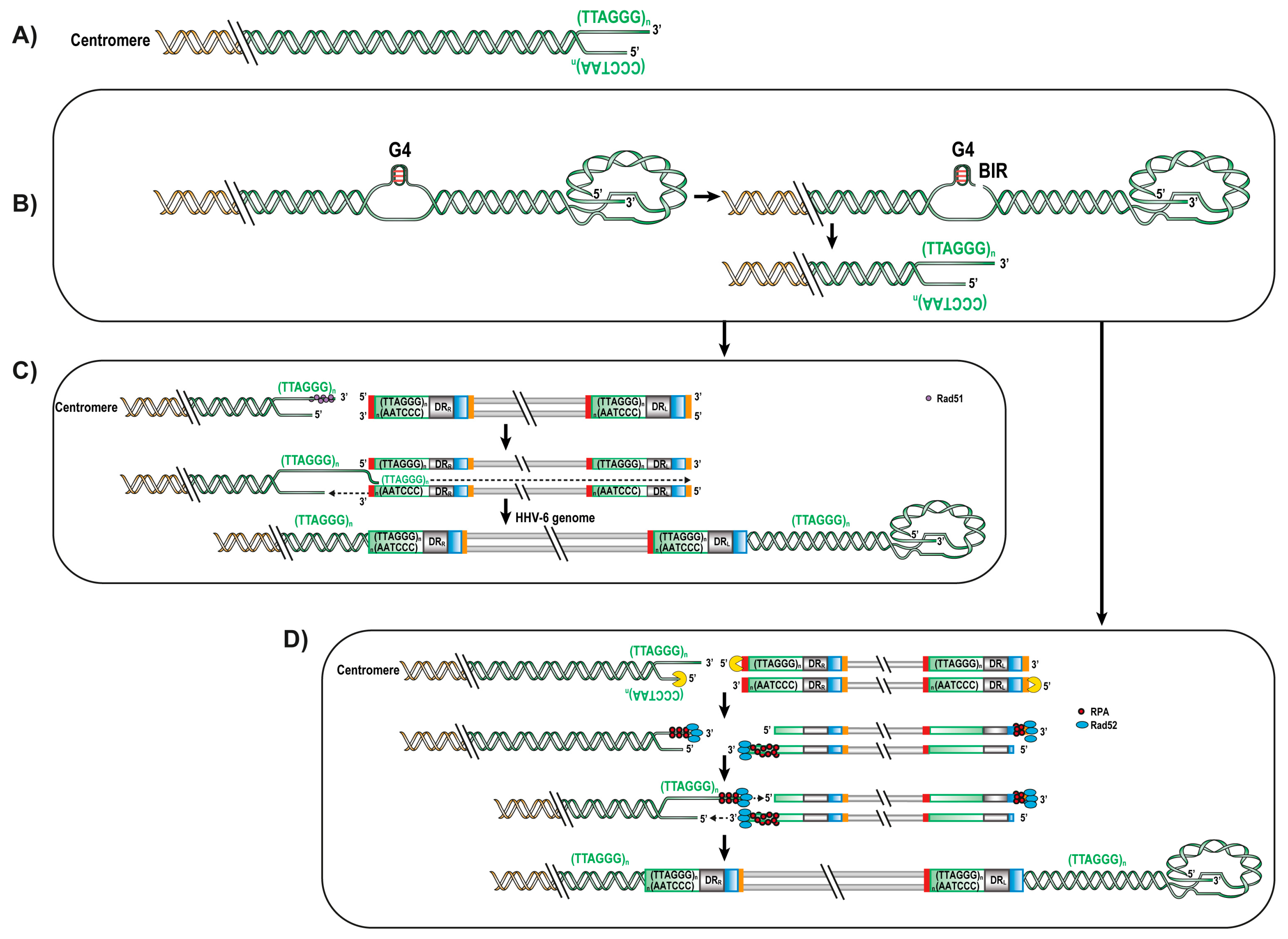 Viruses 09 00160 g003 550