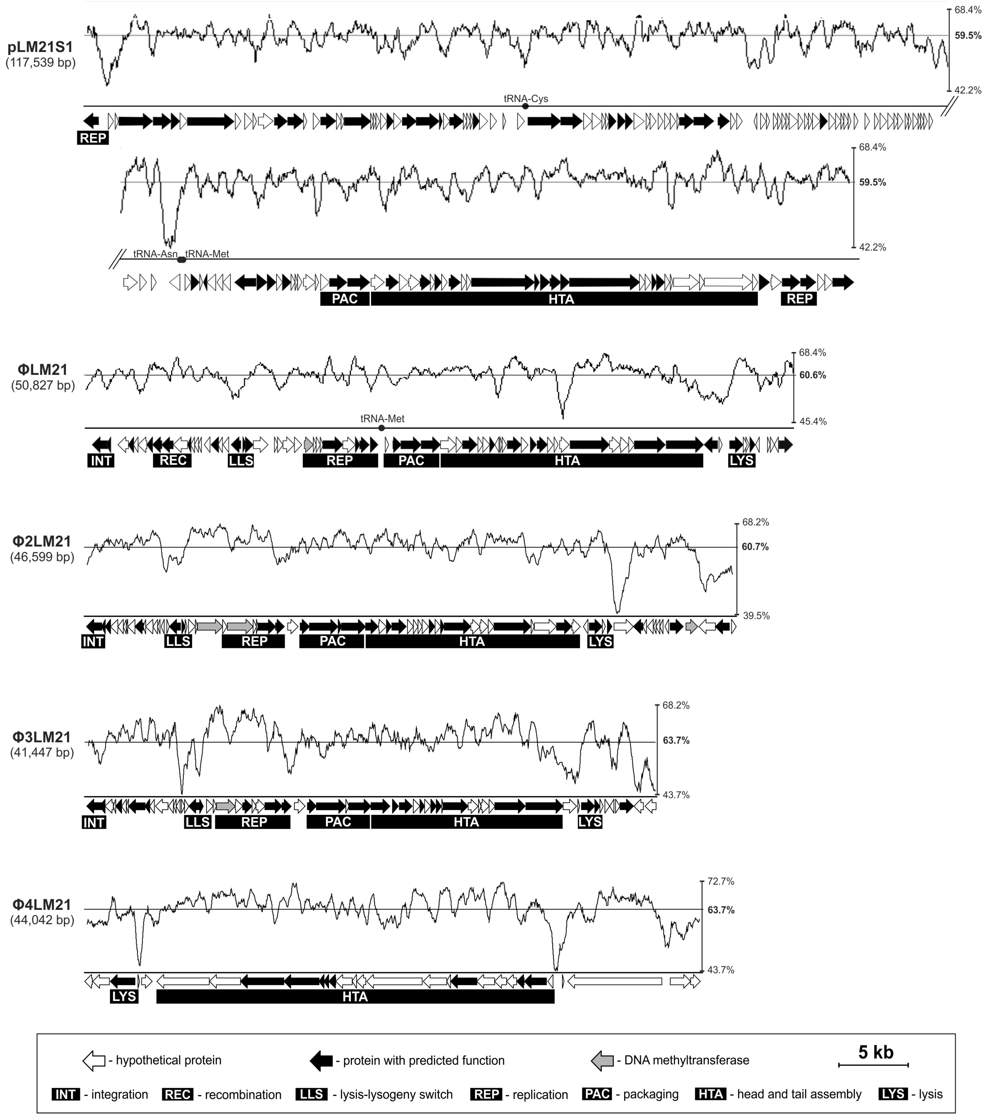 Viruses 09 00161 g001