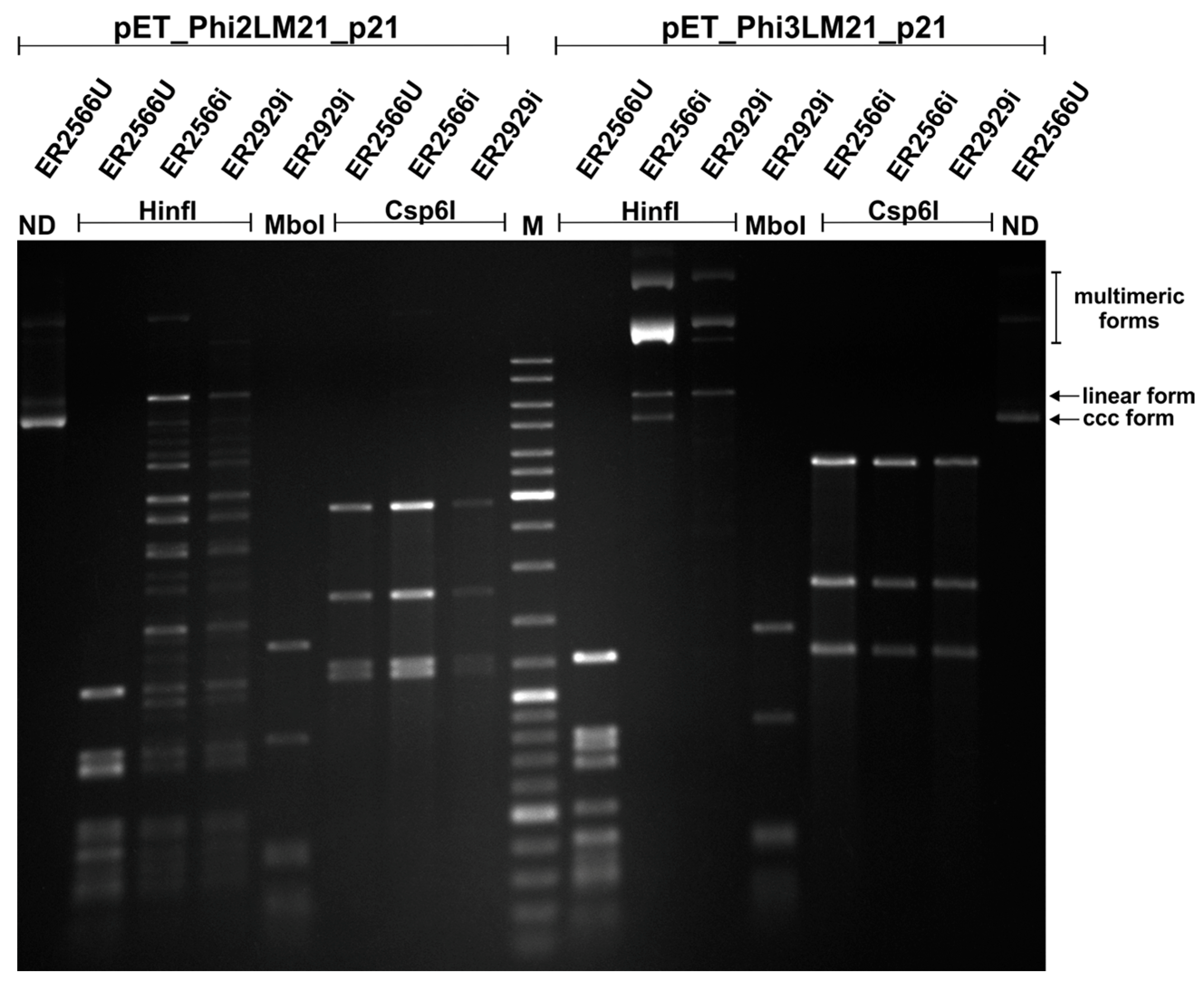 Viruses 09 00161 g002