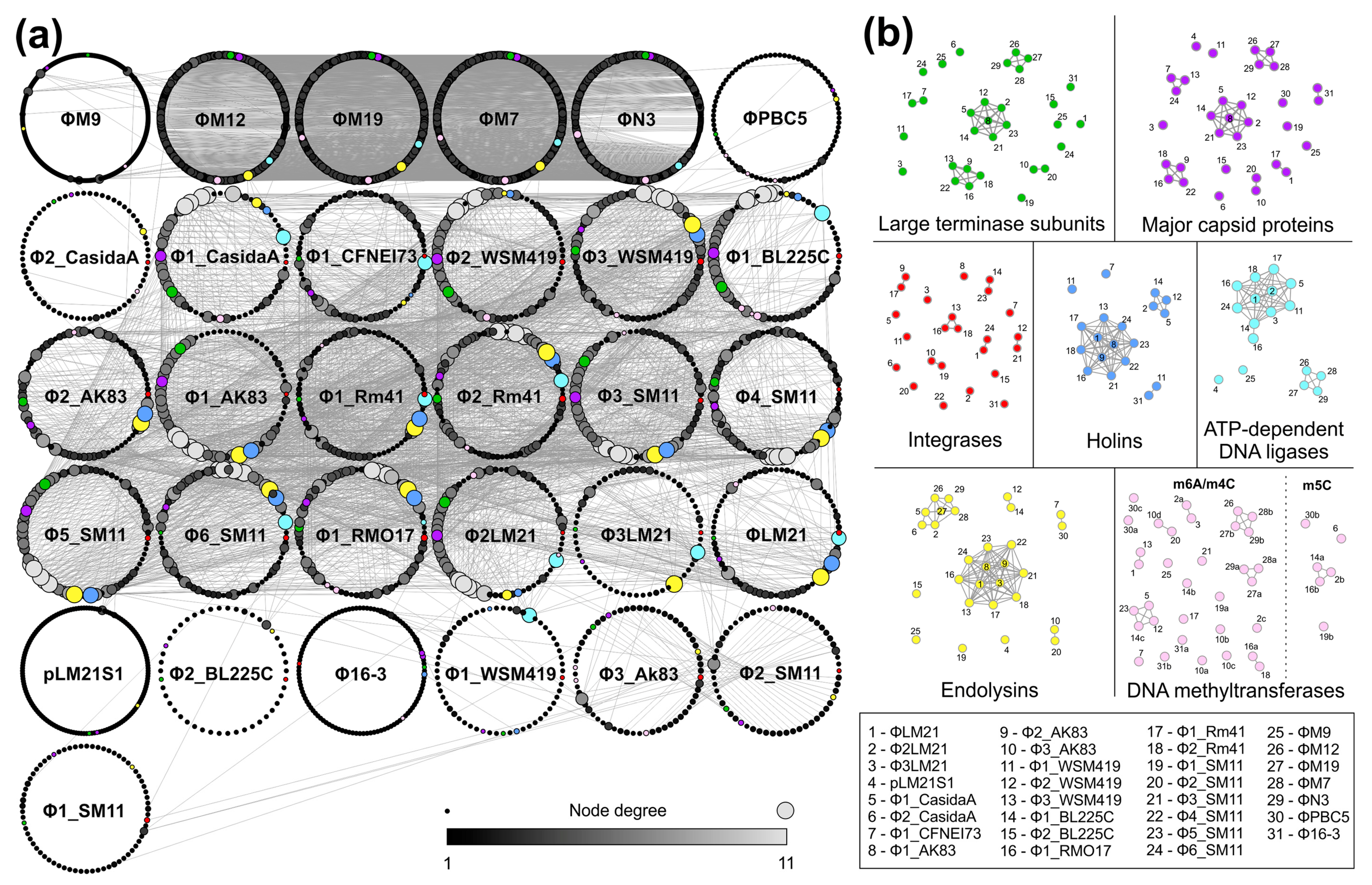 Viruses 09 00161 g004