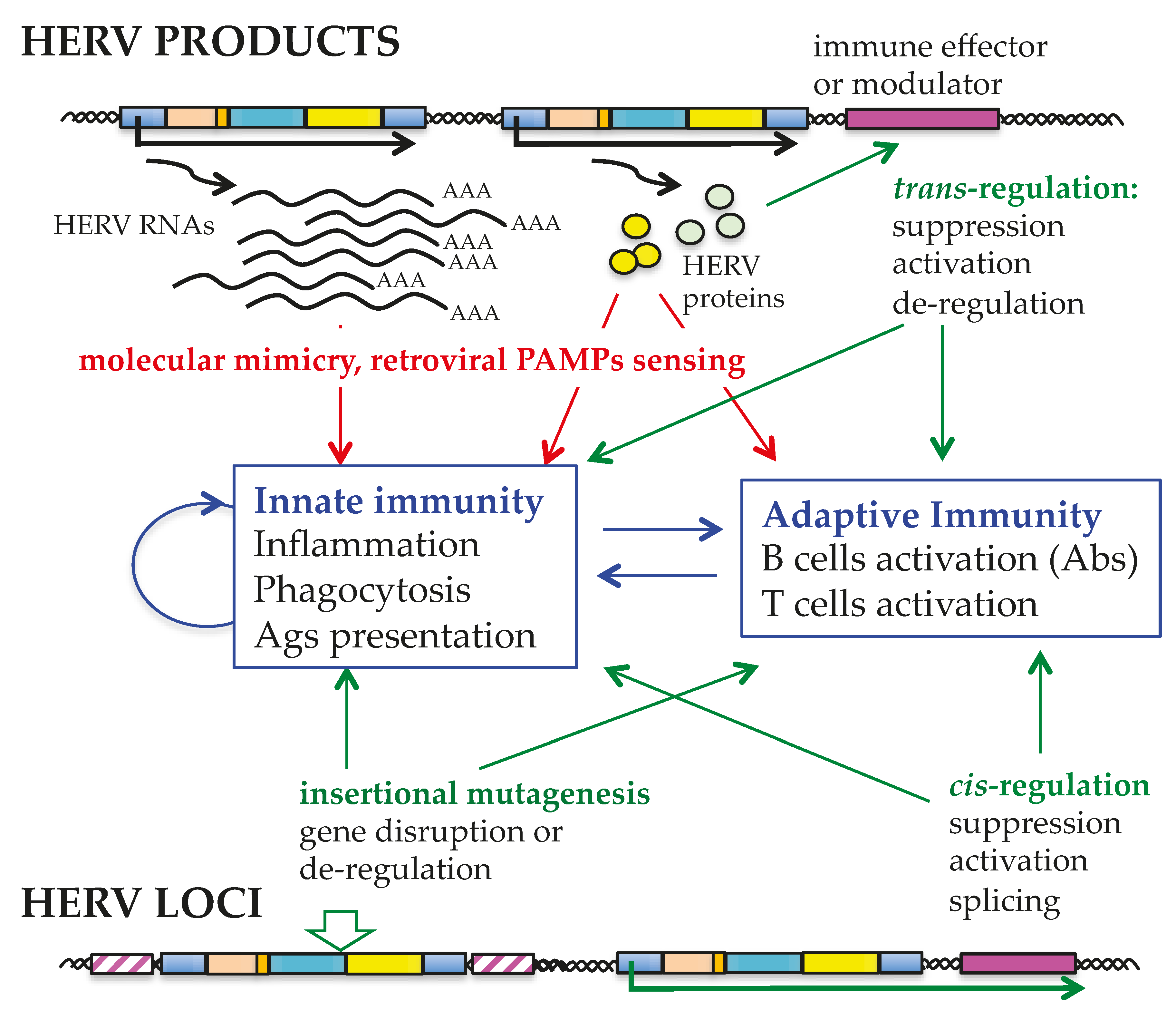 Viruses 09 00162 g004