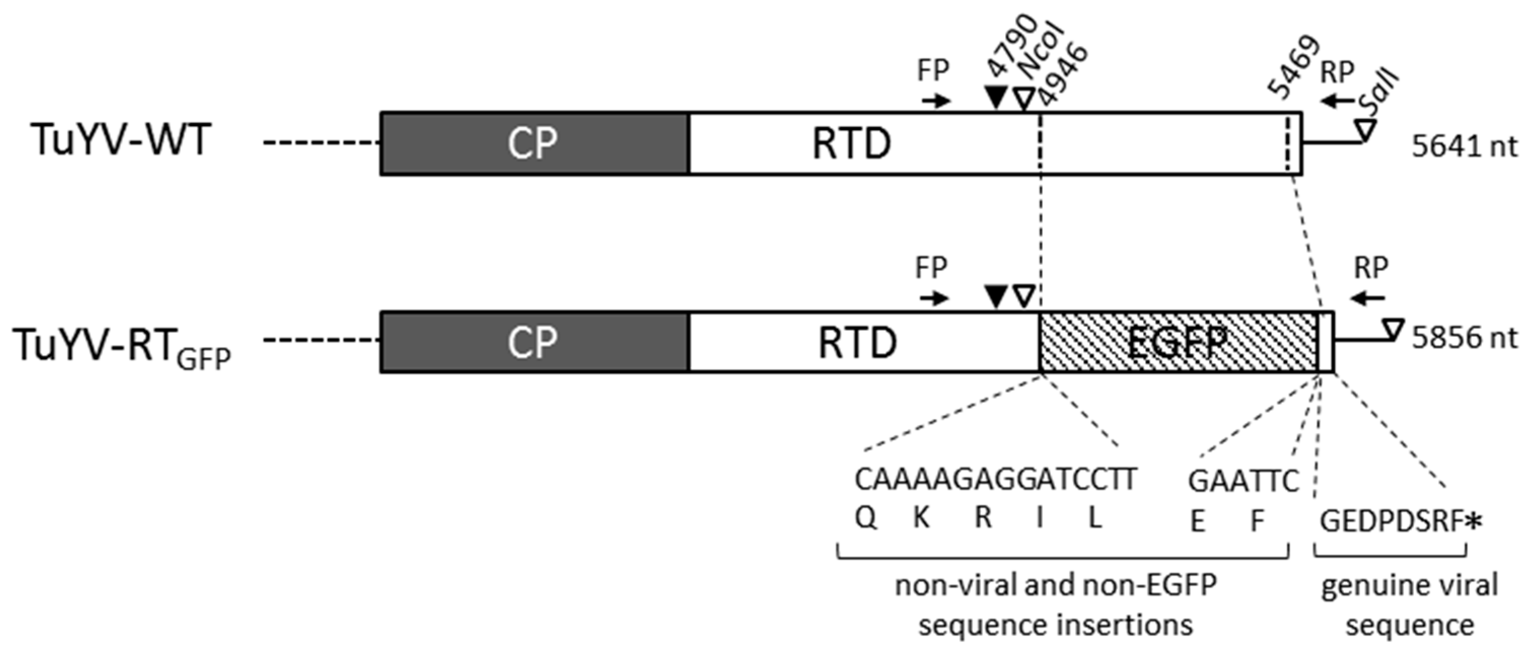 Viruses 09 00166 g001