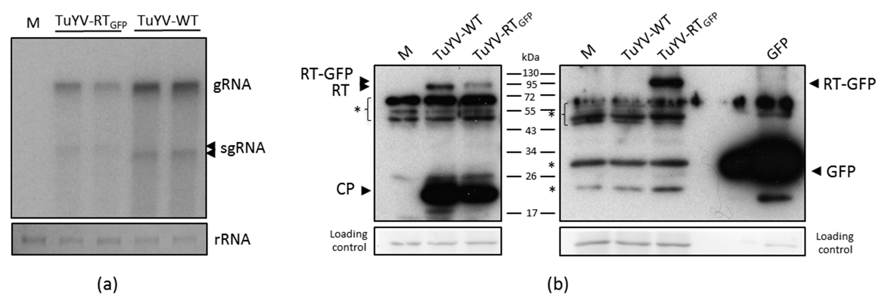 Viruses 09 00166 g002