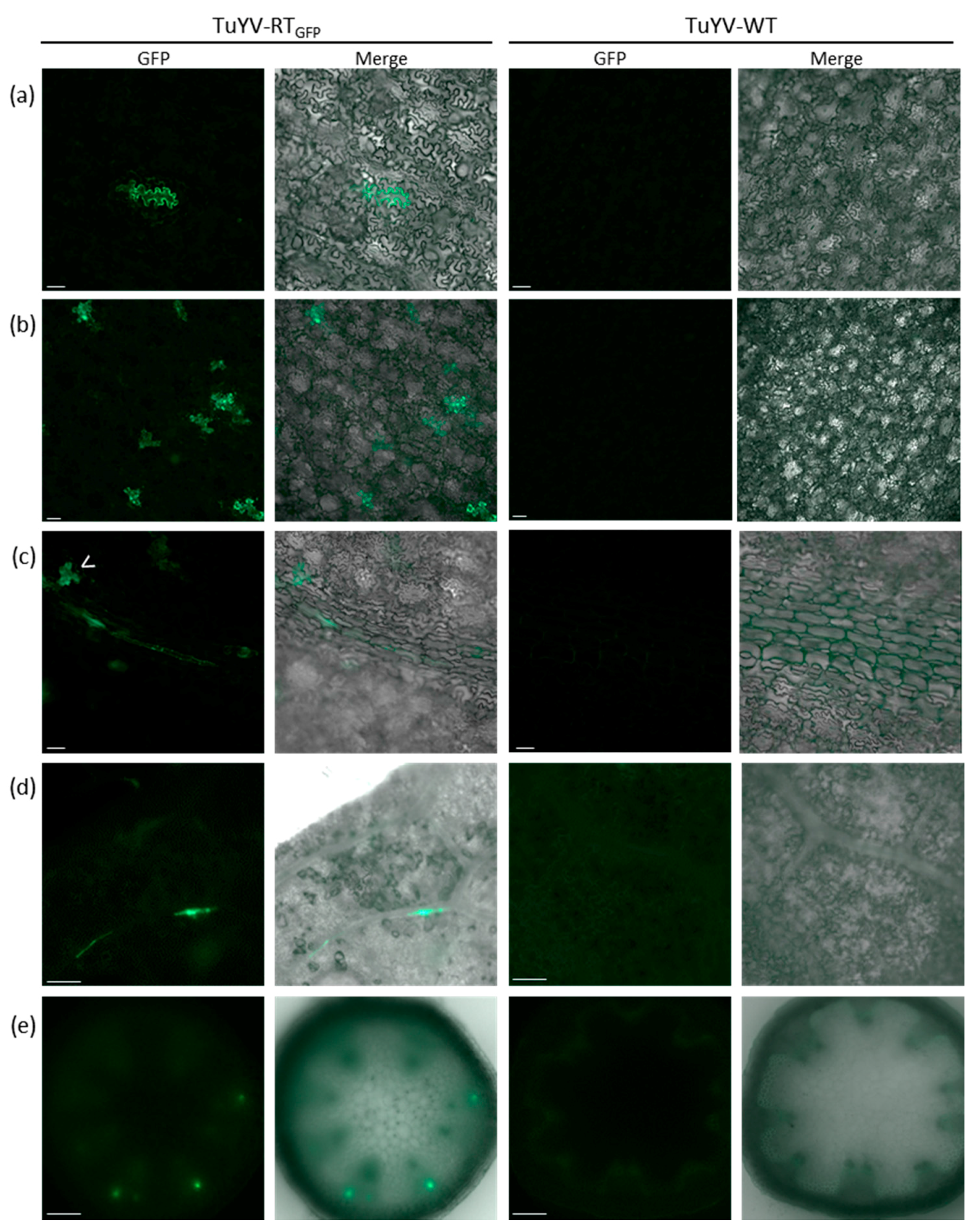 Viruses 09 00166 g005
