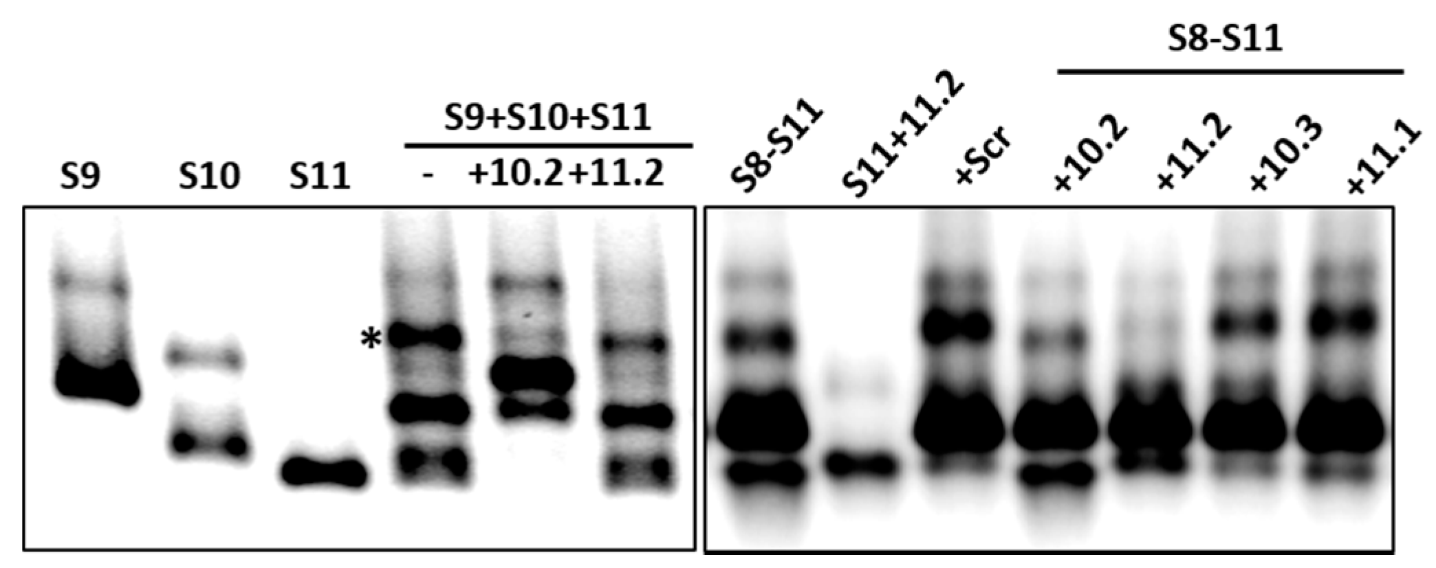 Viruses 09 00167 g004 550