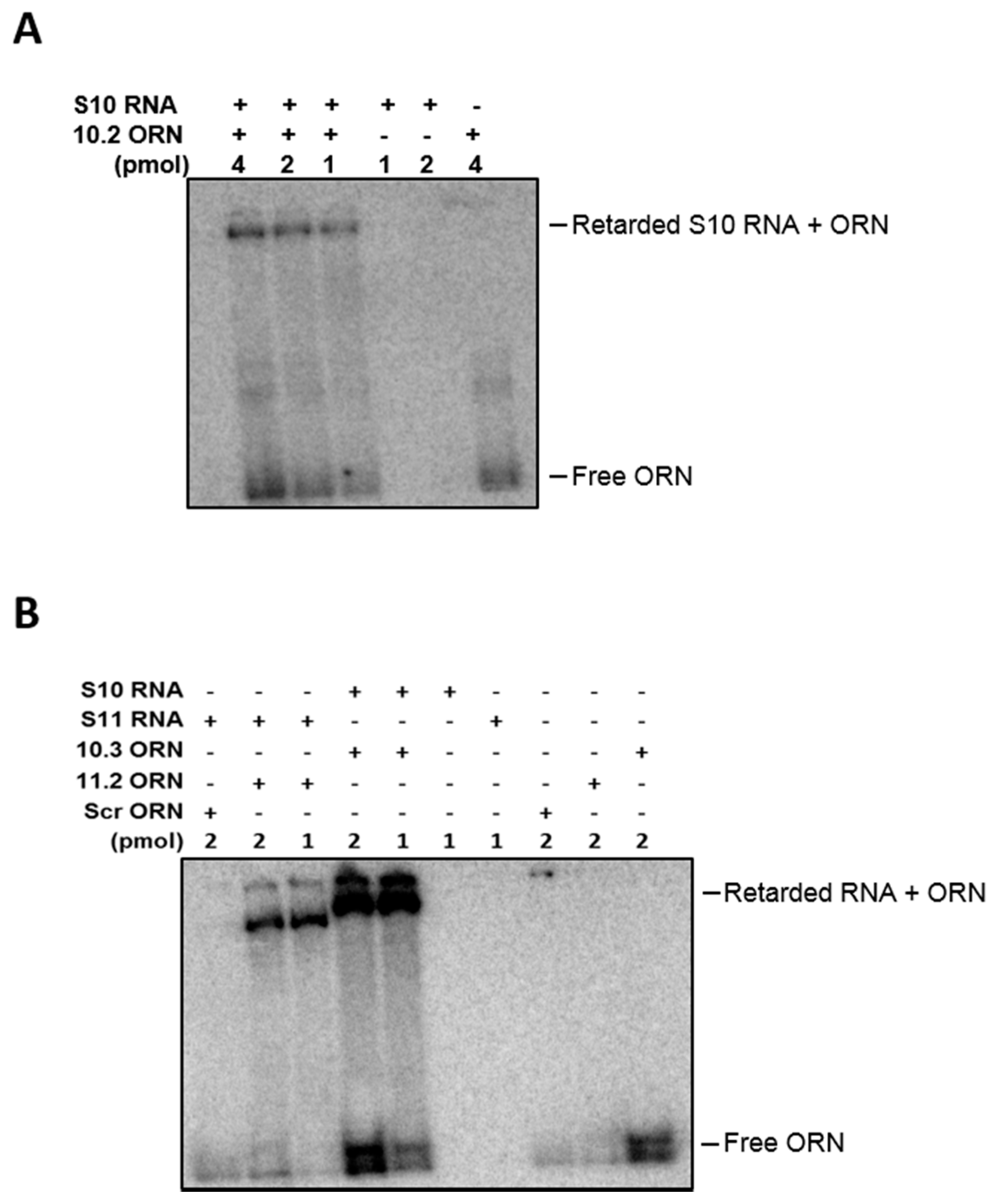 Viruses 09 00167 g008 550