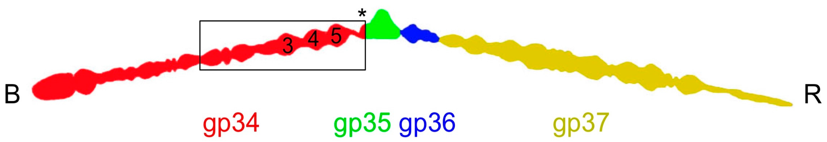 Viruses 09 00168 g001 550