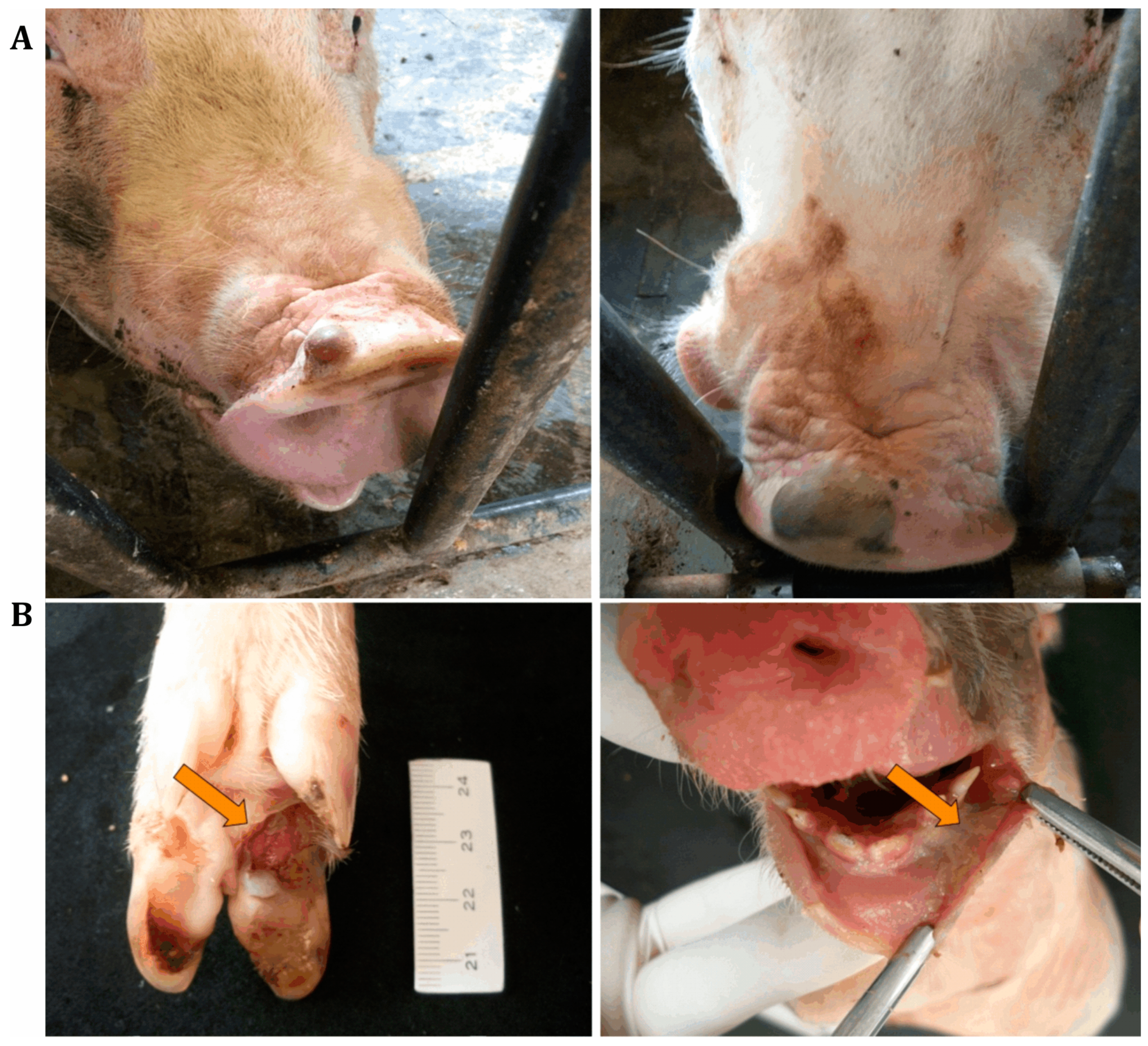 Viruses | Free Full-Text | Update on Senecavirus Infection in Pigs