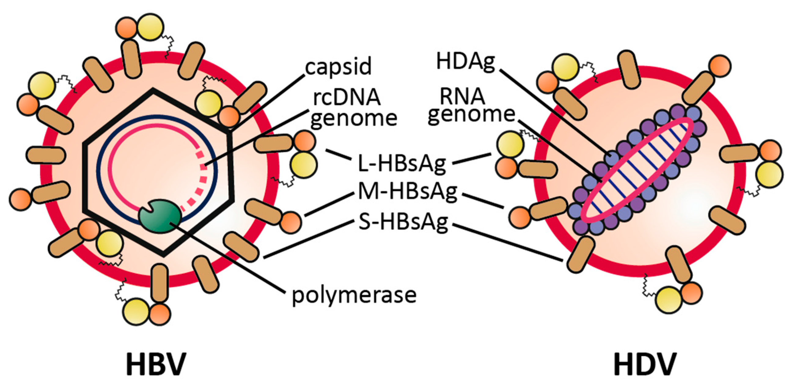 What is delta virus