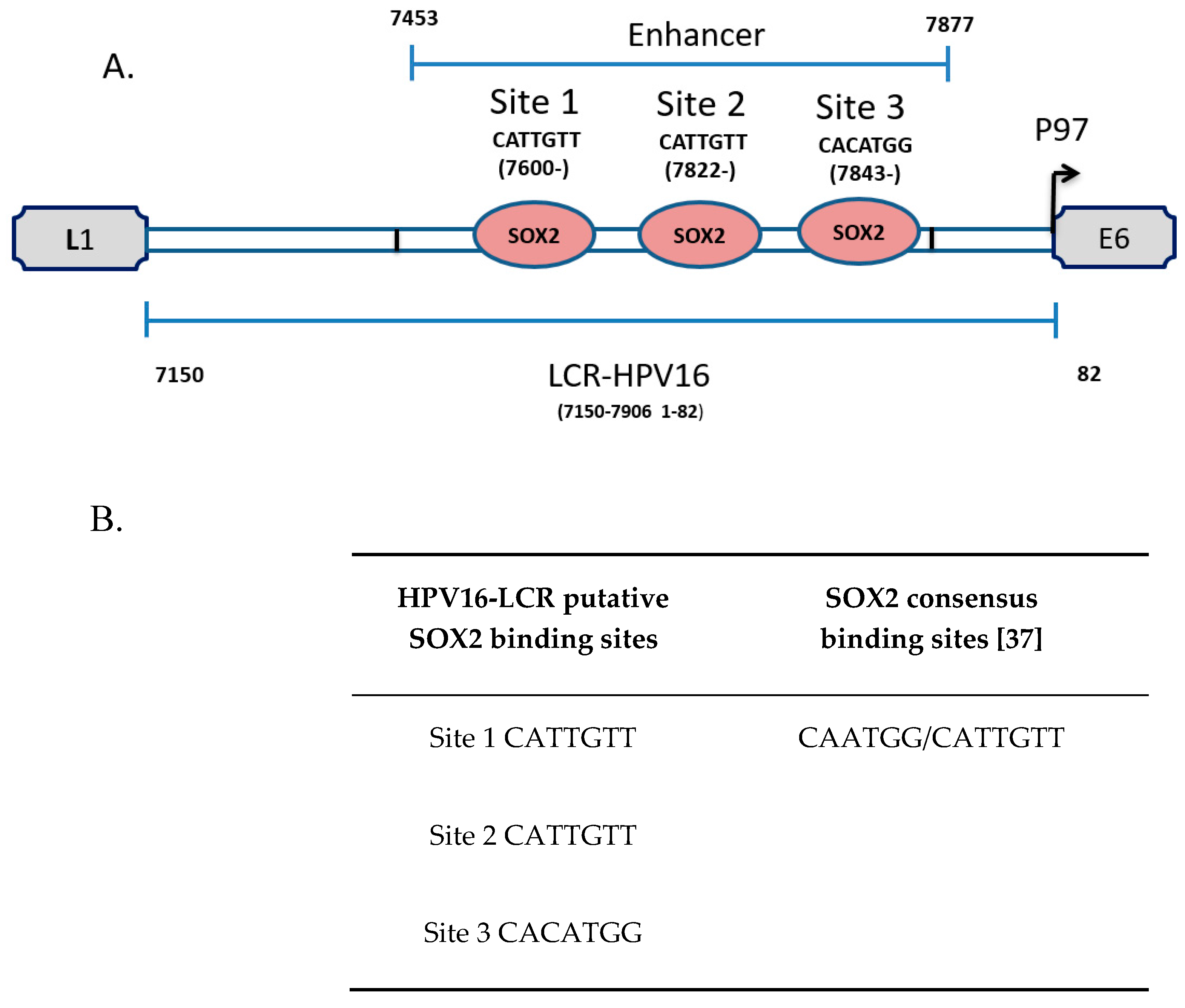Viruses Free FullText SOX2 as a New Regulator of HPV16 Transcription