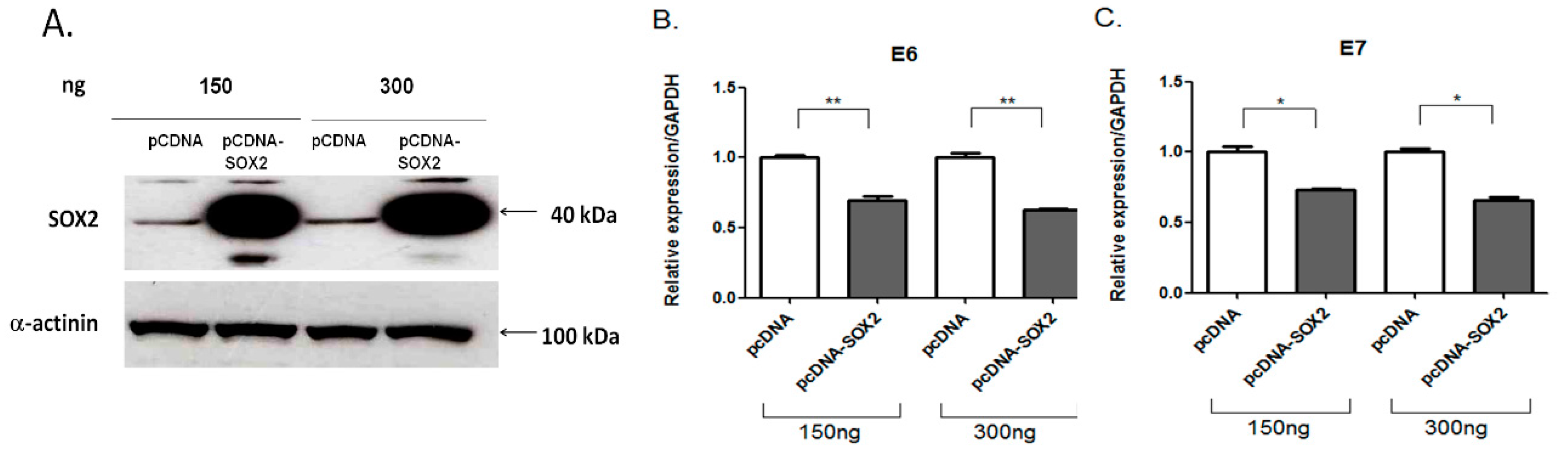 Viruses 09 00175 g007