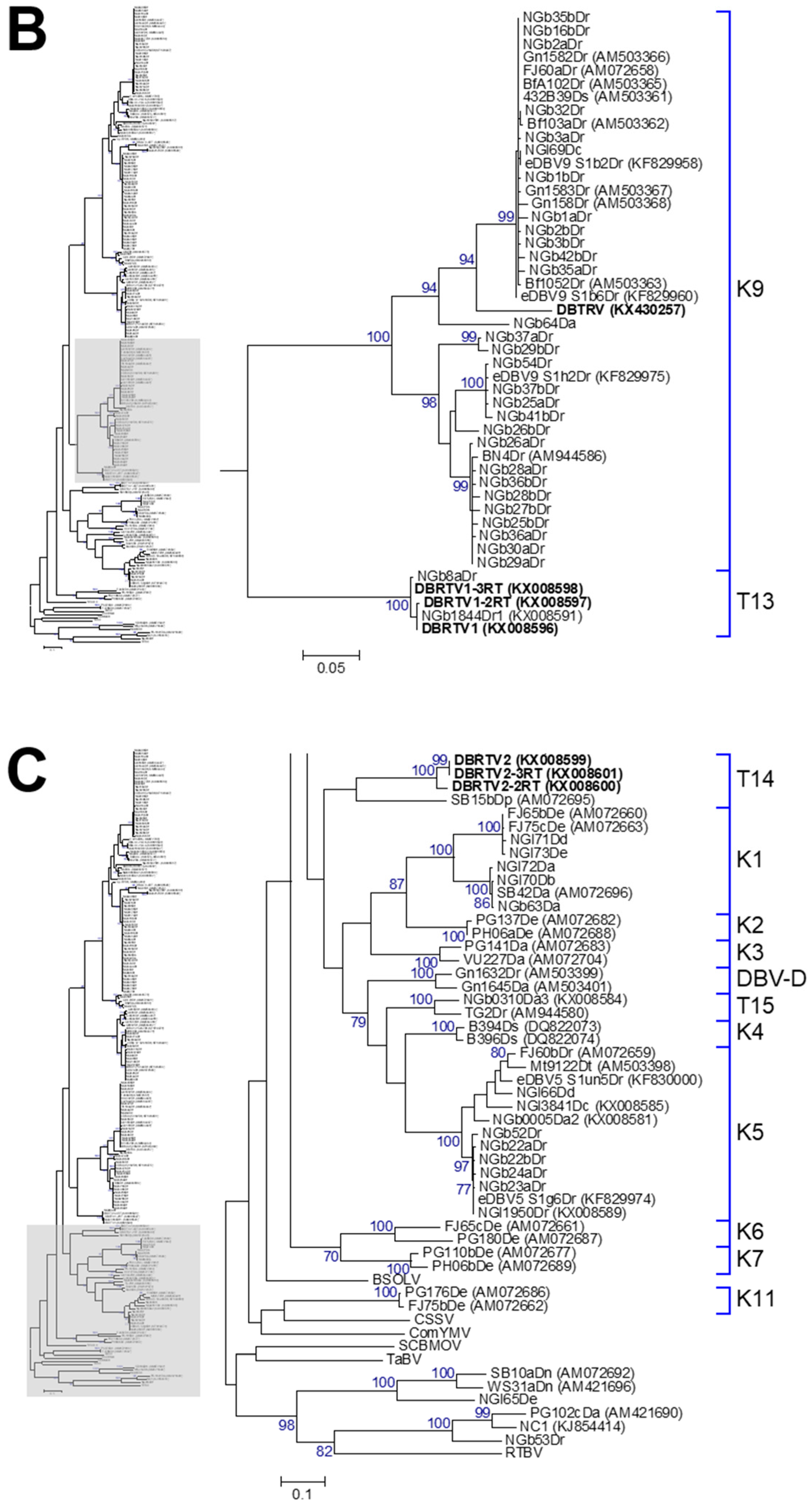 Viruses 09 00181 g004b