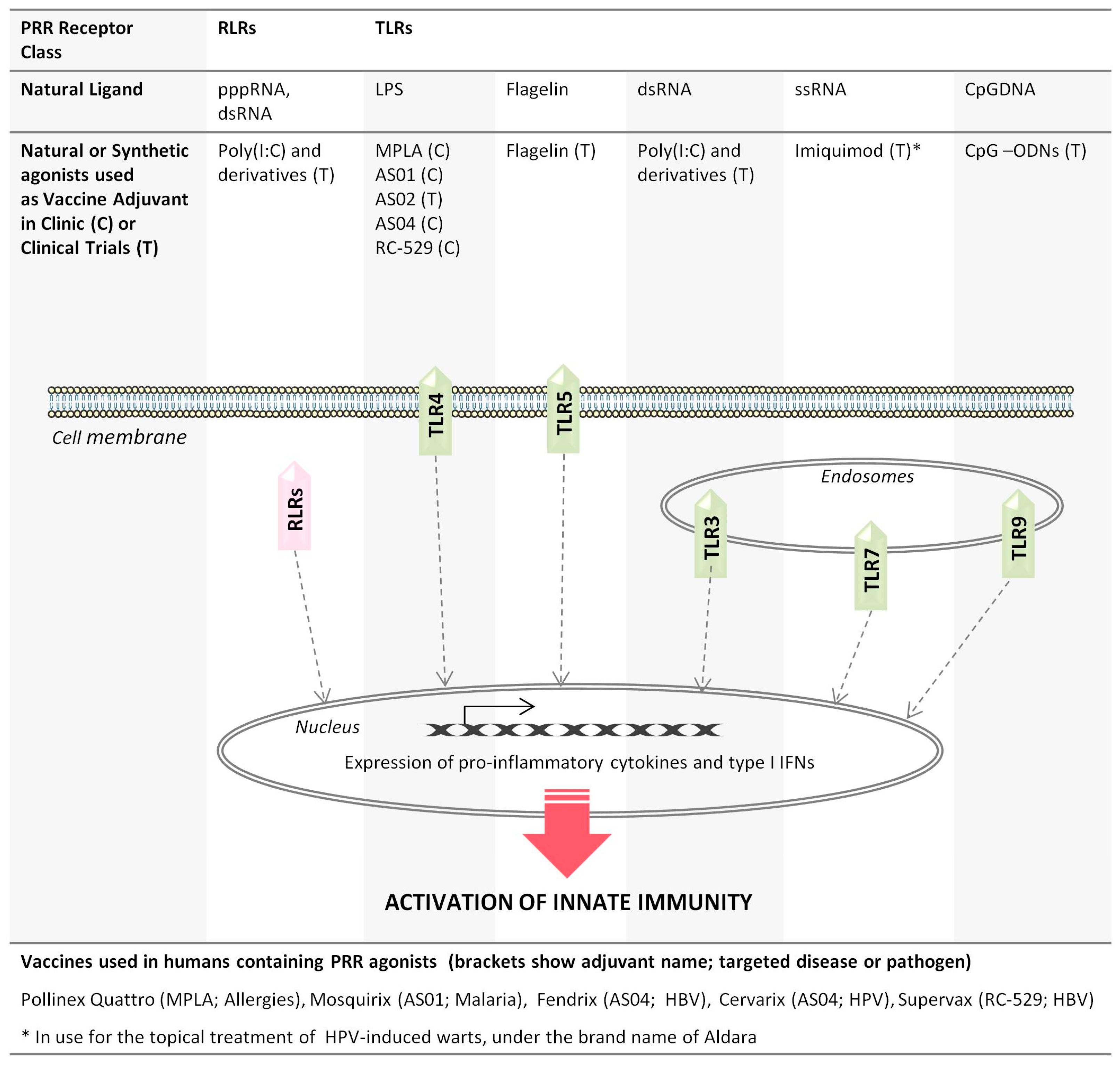 Viruses 09 00186 g001 Viruses 09 00186 g001