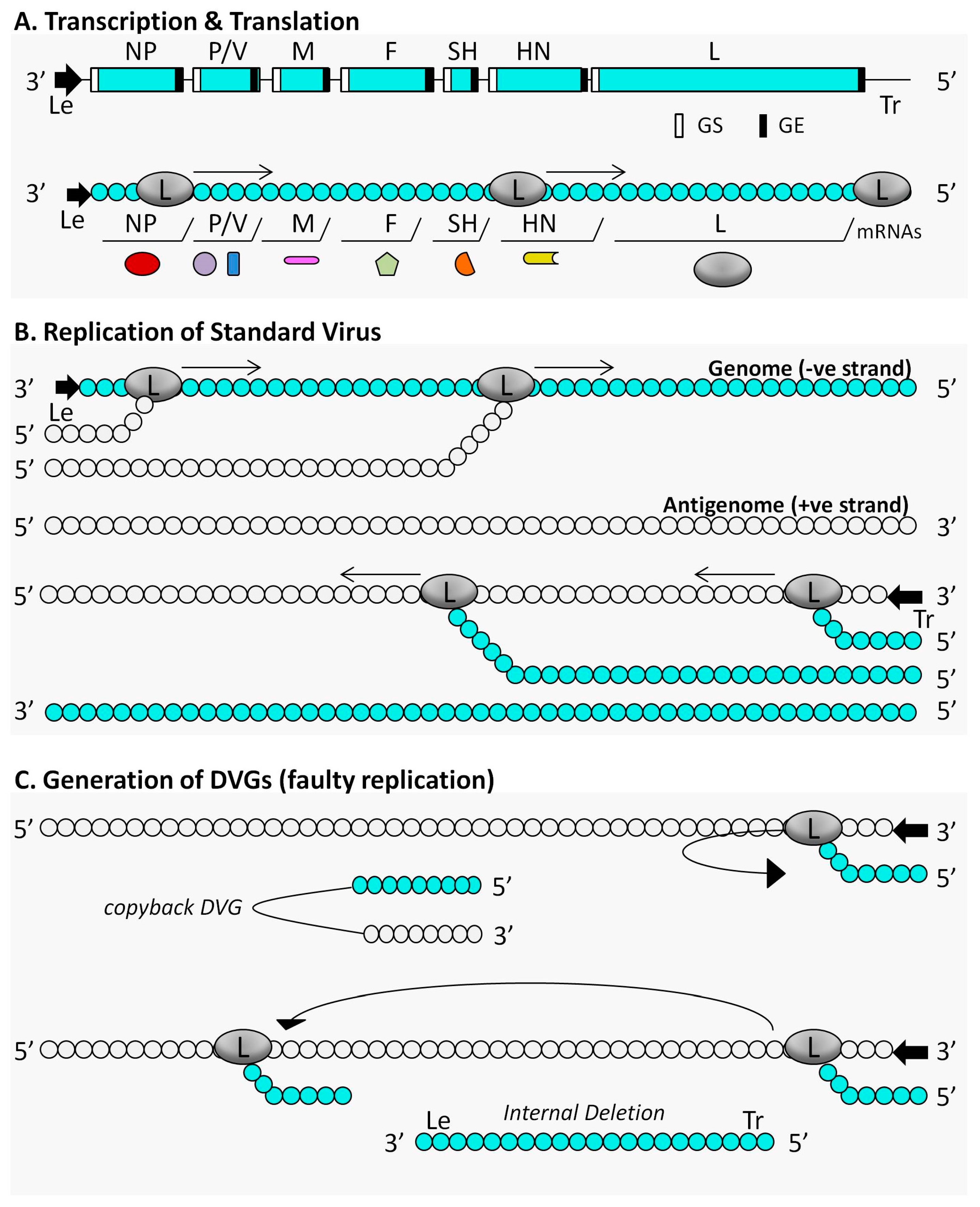 Viruses 09 00186 g002 Viruses 09 00186 g002