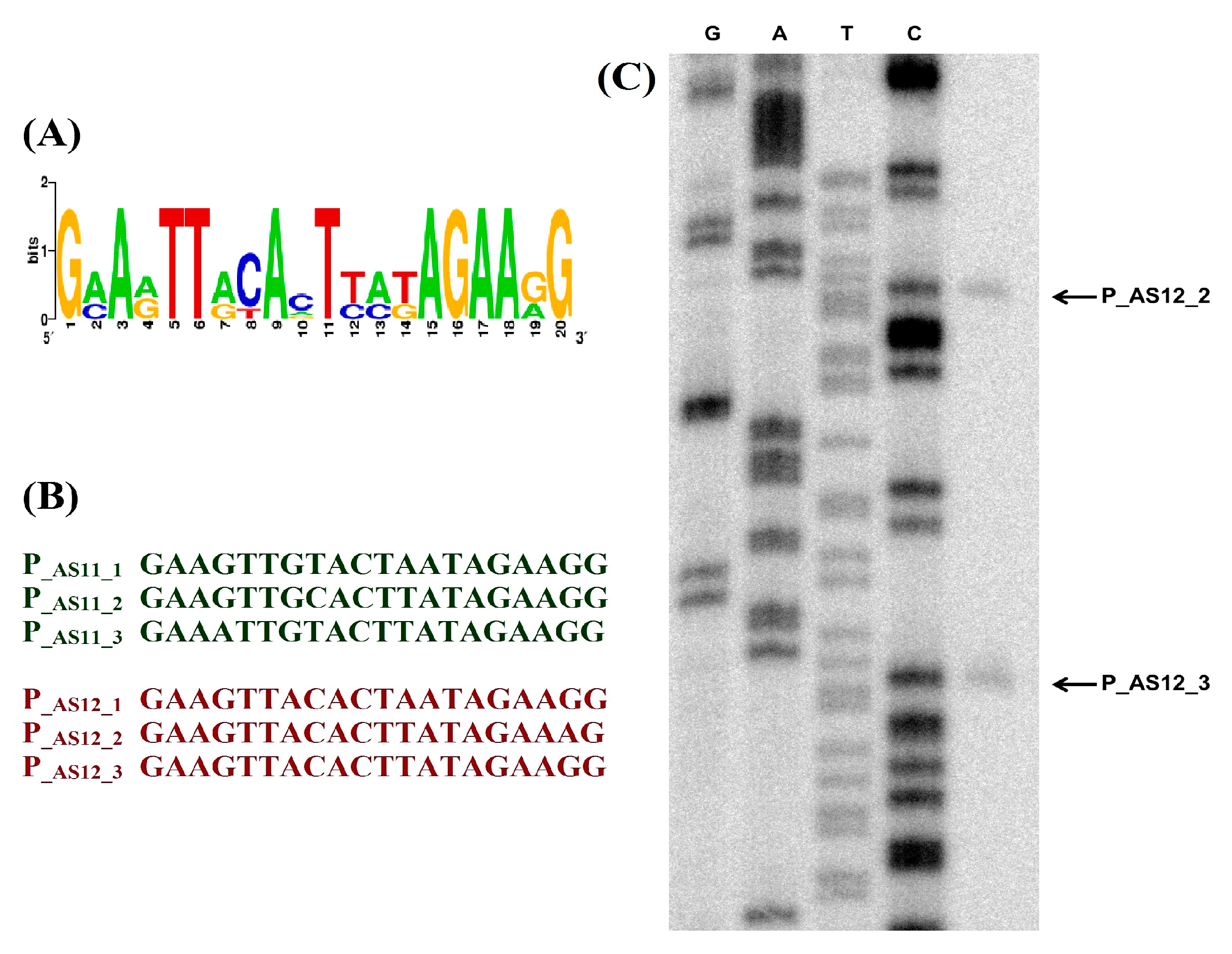 Viruses 09 00188 g006
