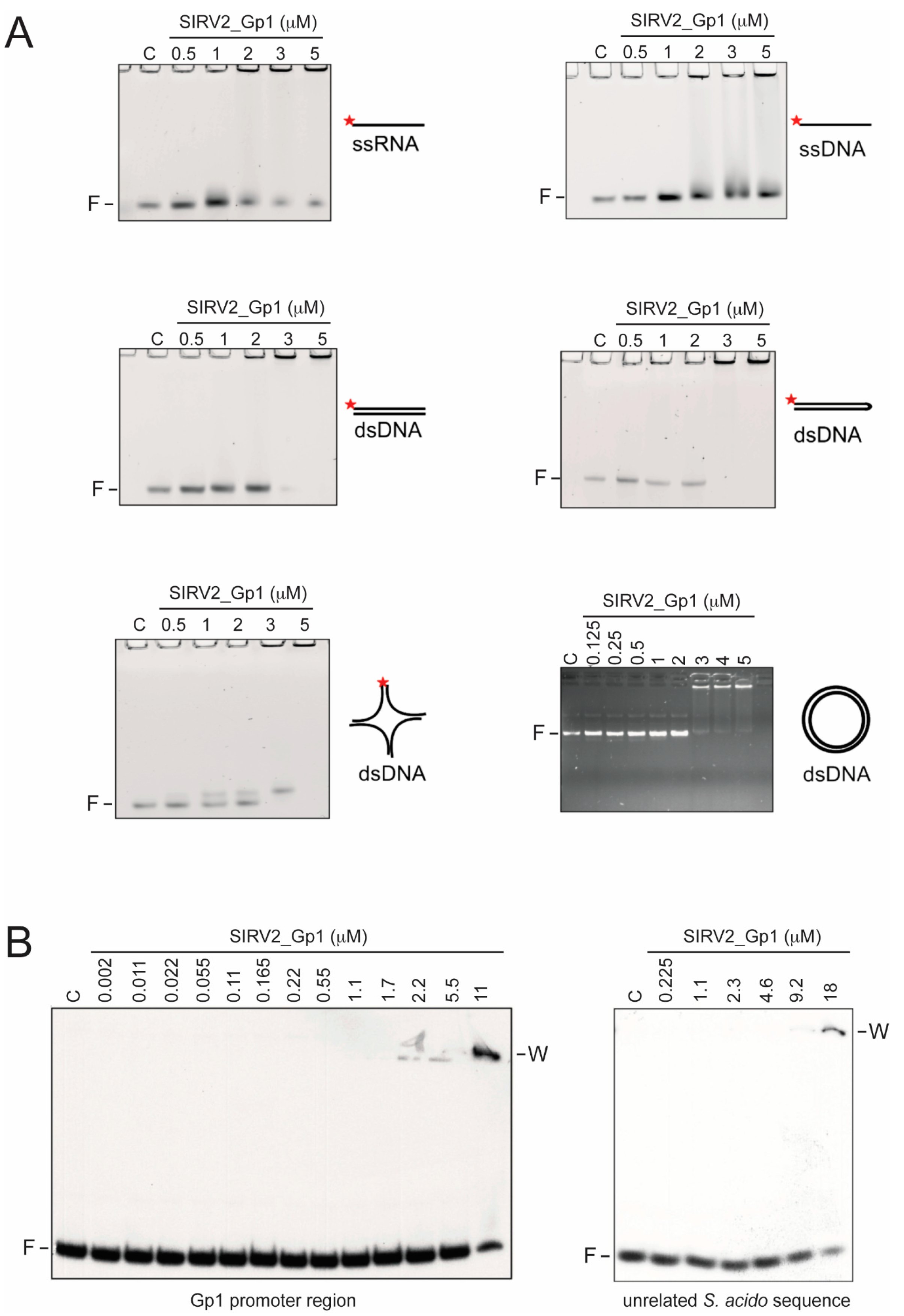 Viruses 09 00190 g001