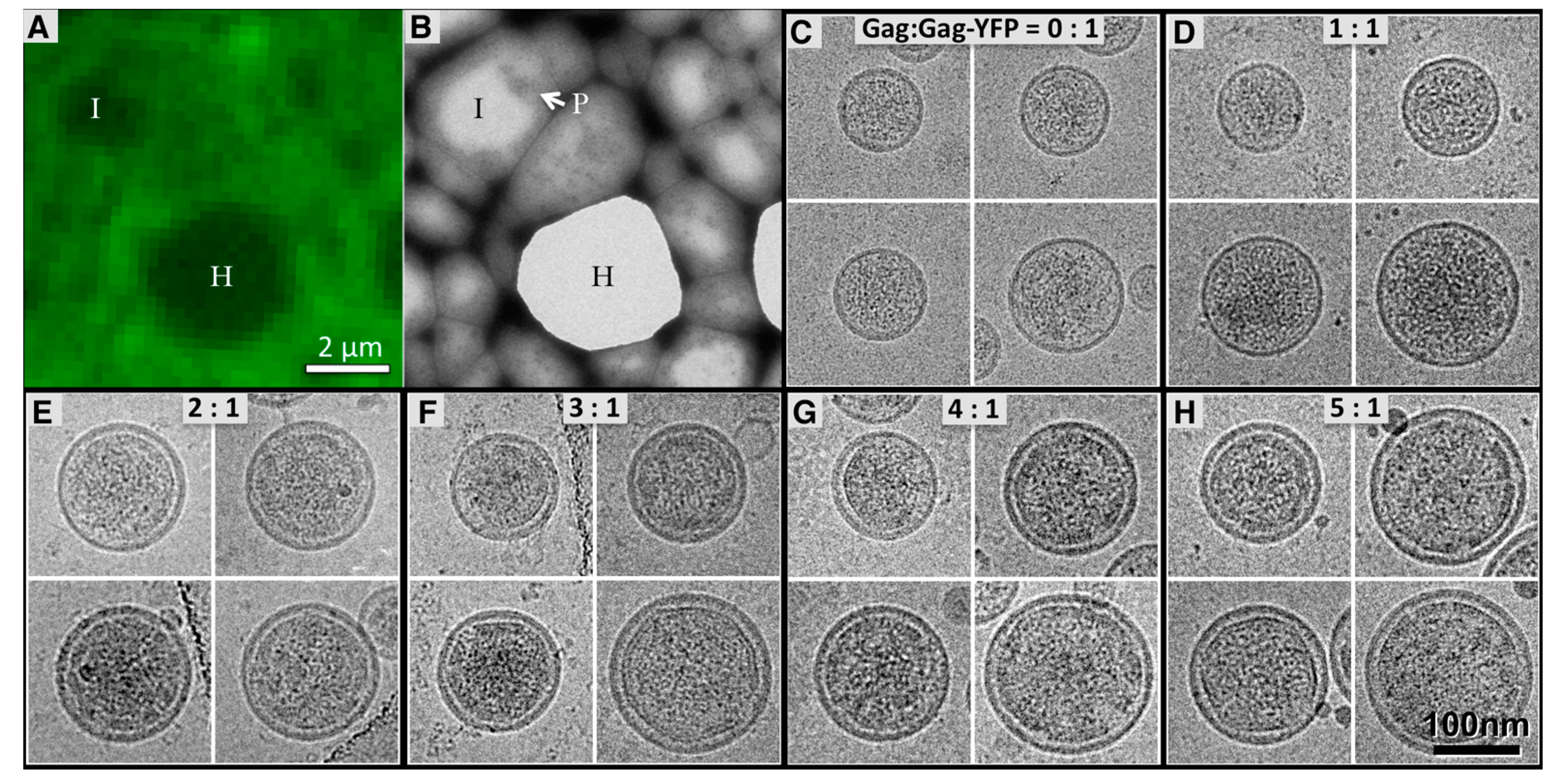 Viruses 09 00191 g002