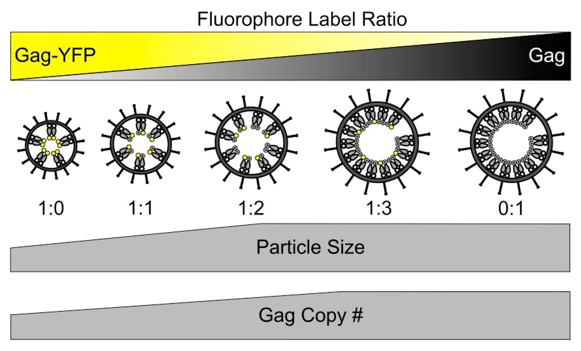 Viruses 09 00191 g007