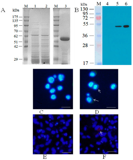 Vaccination with Recombinant Baculovirus Expressing